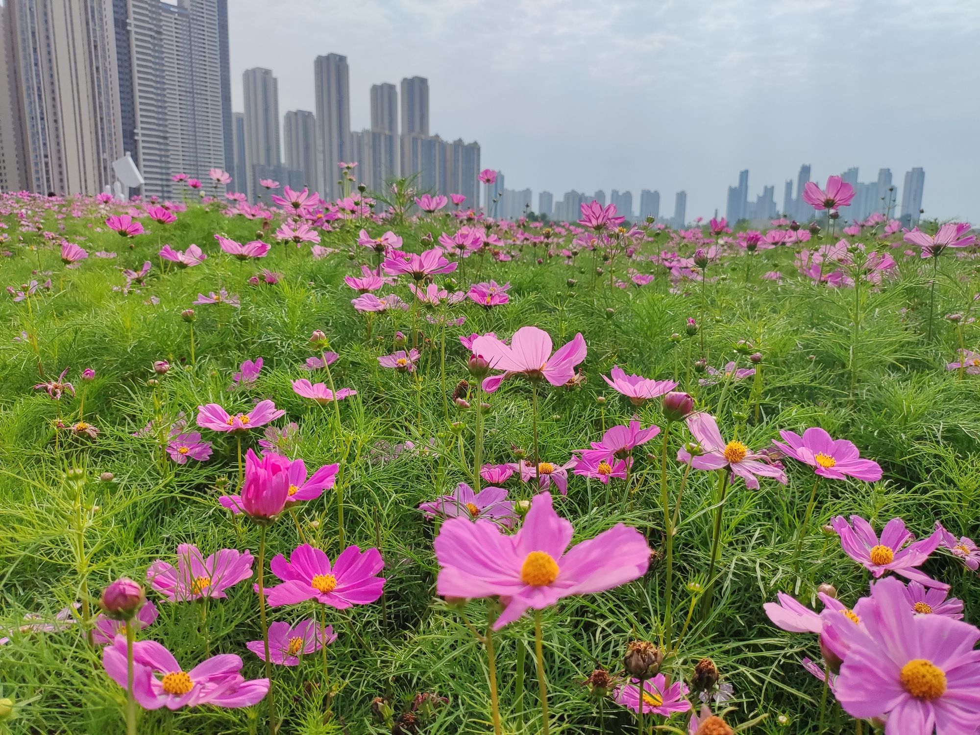 汉水玫瑰乐园旅行图片 1
