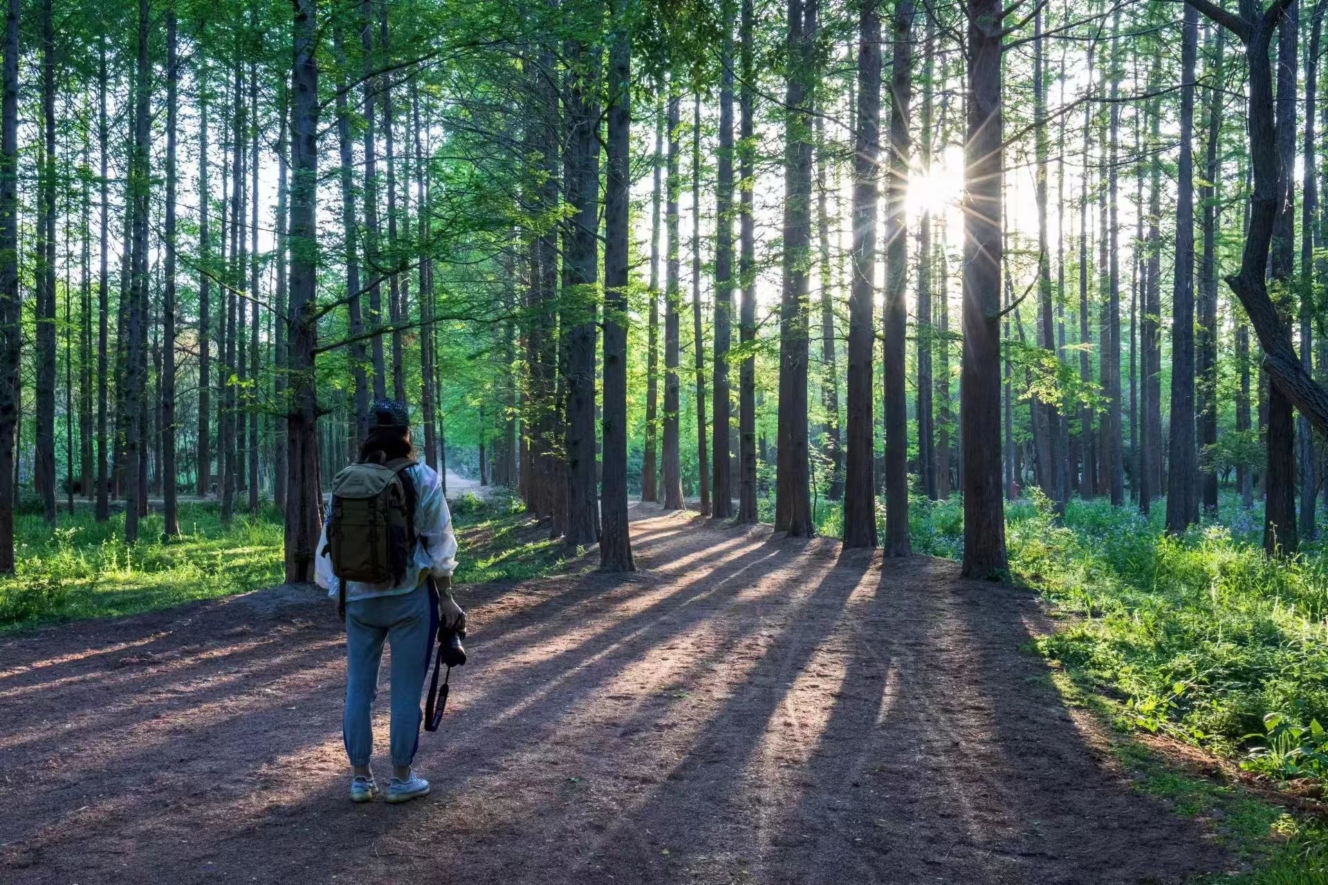 日照森林公园风景区(暂停营业)