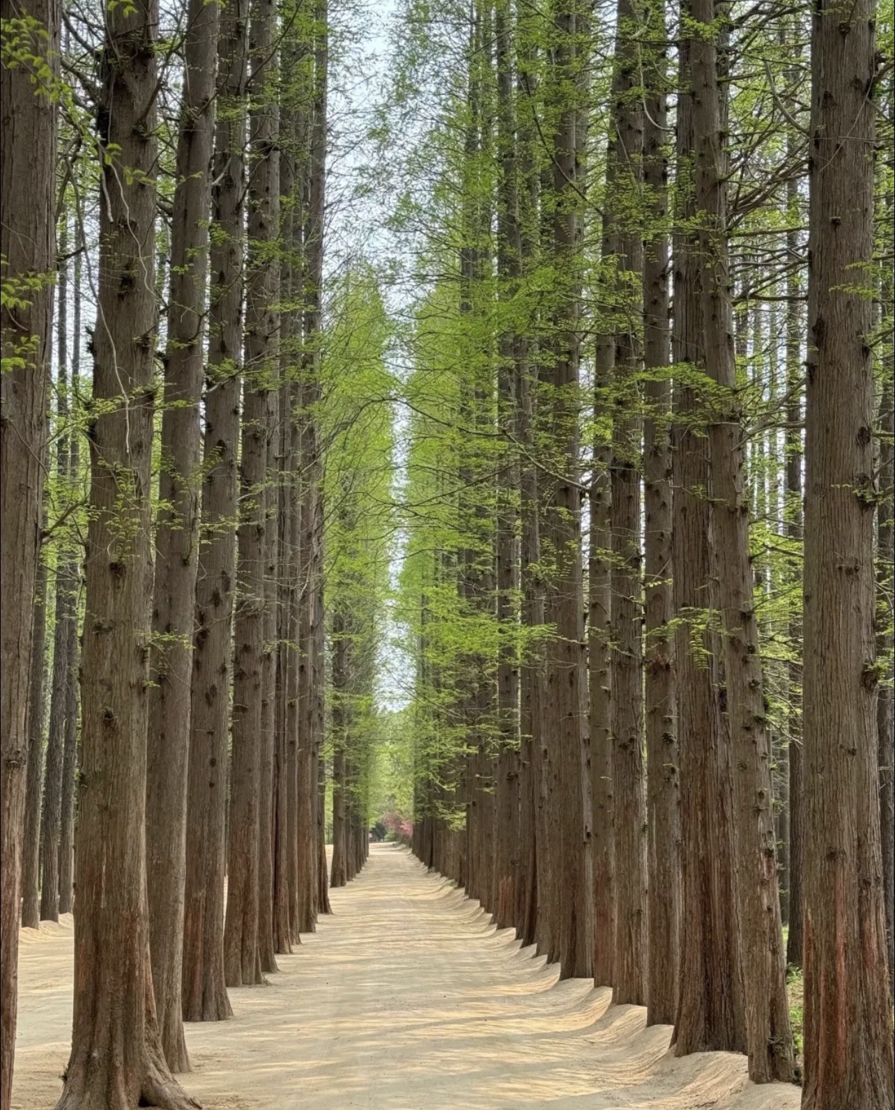 日照森林公园风景区(暂停营业)