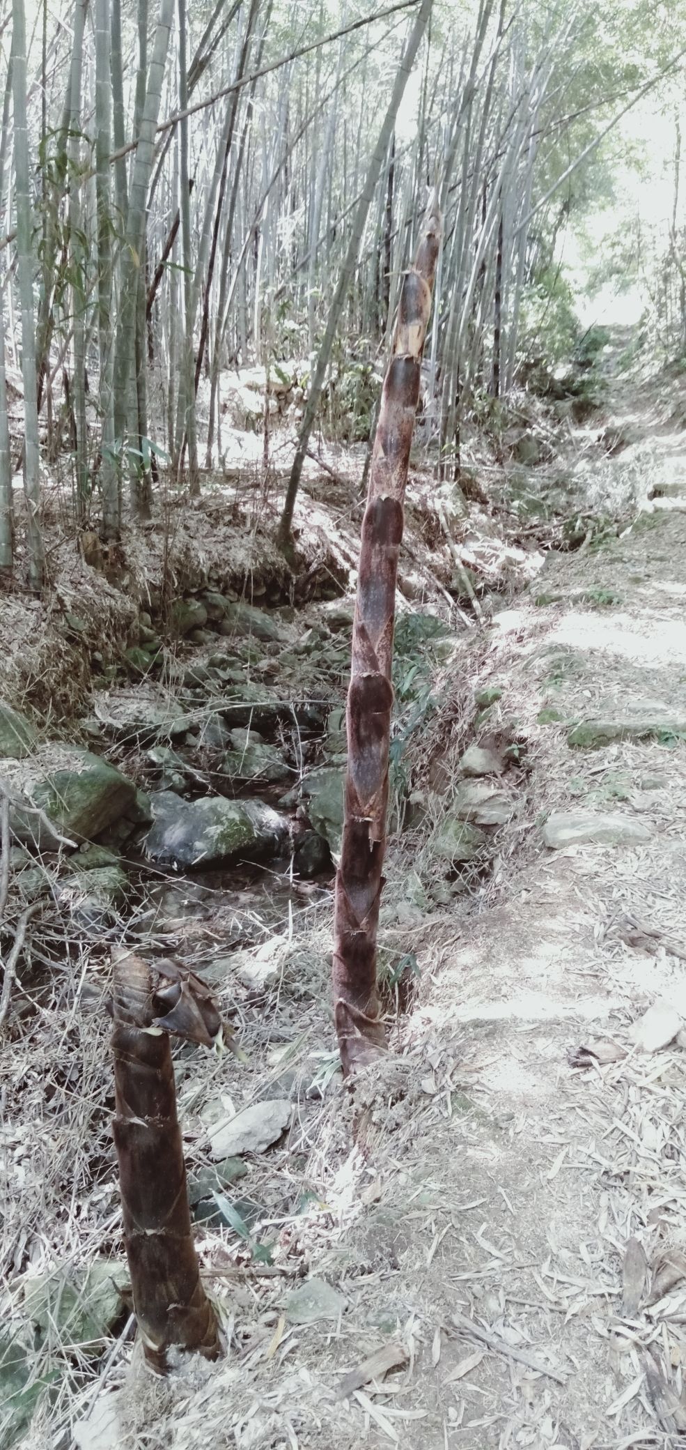 杭坞山游步道旅行图片 2