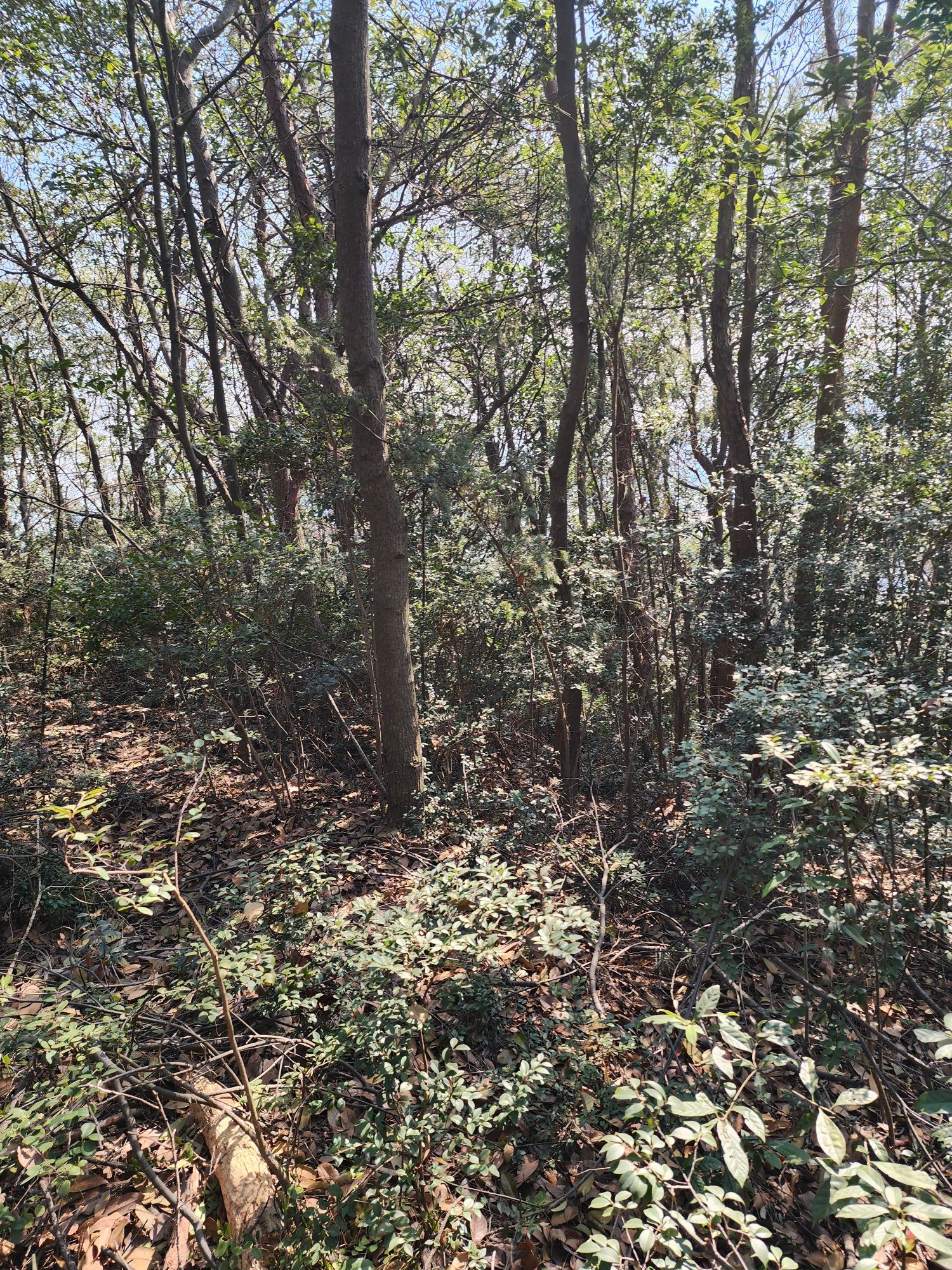 青龙谷游步道旅行图片 3