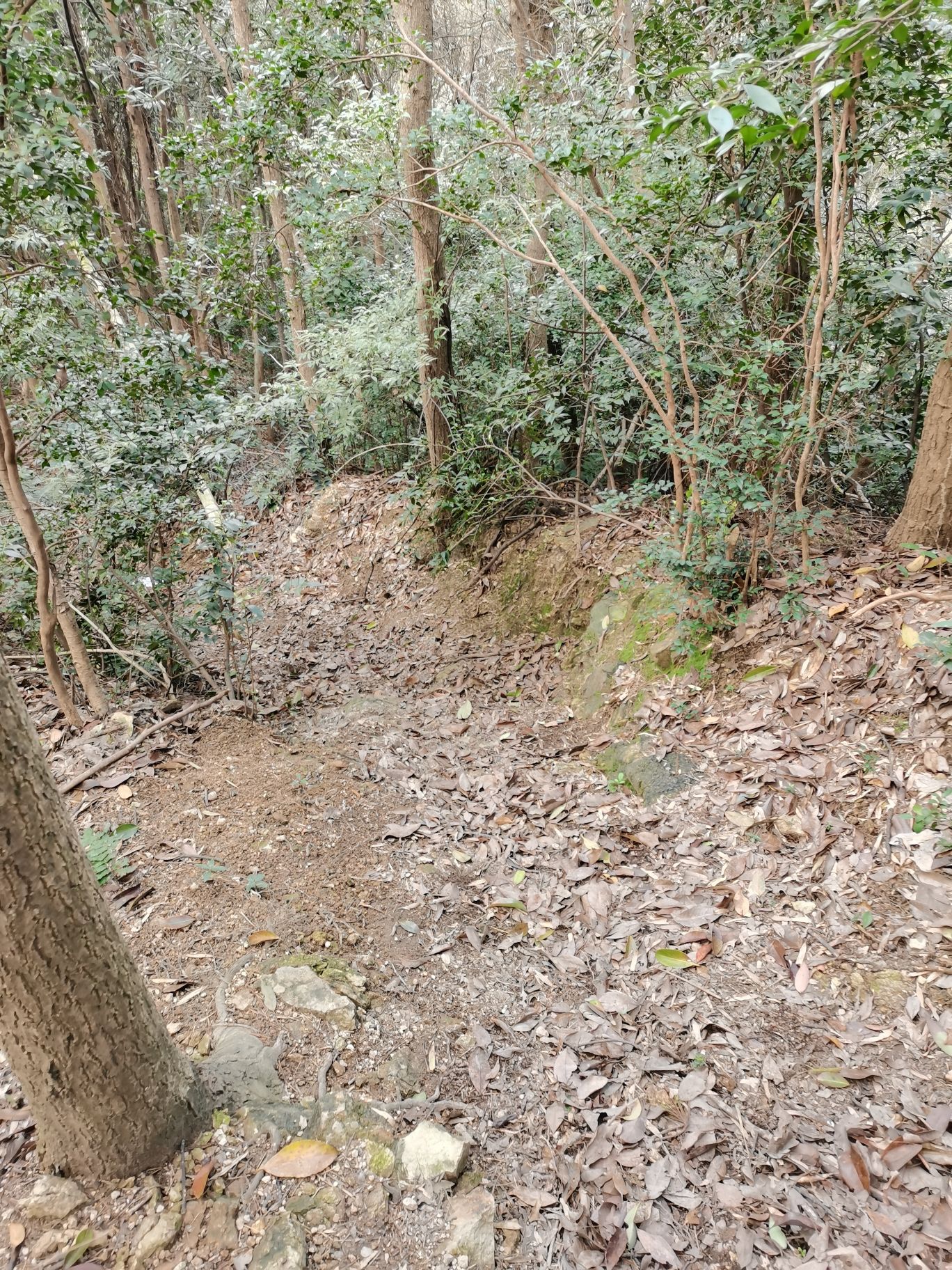 梓坞山森林公园游步道旅行图片 2