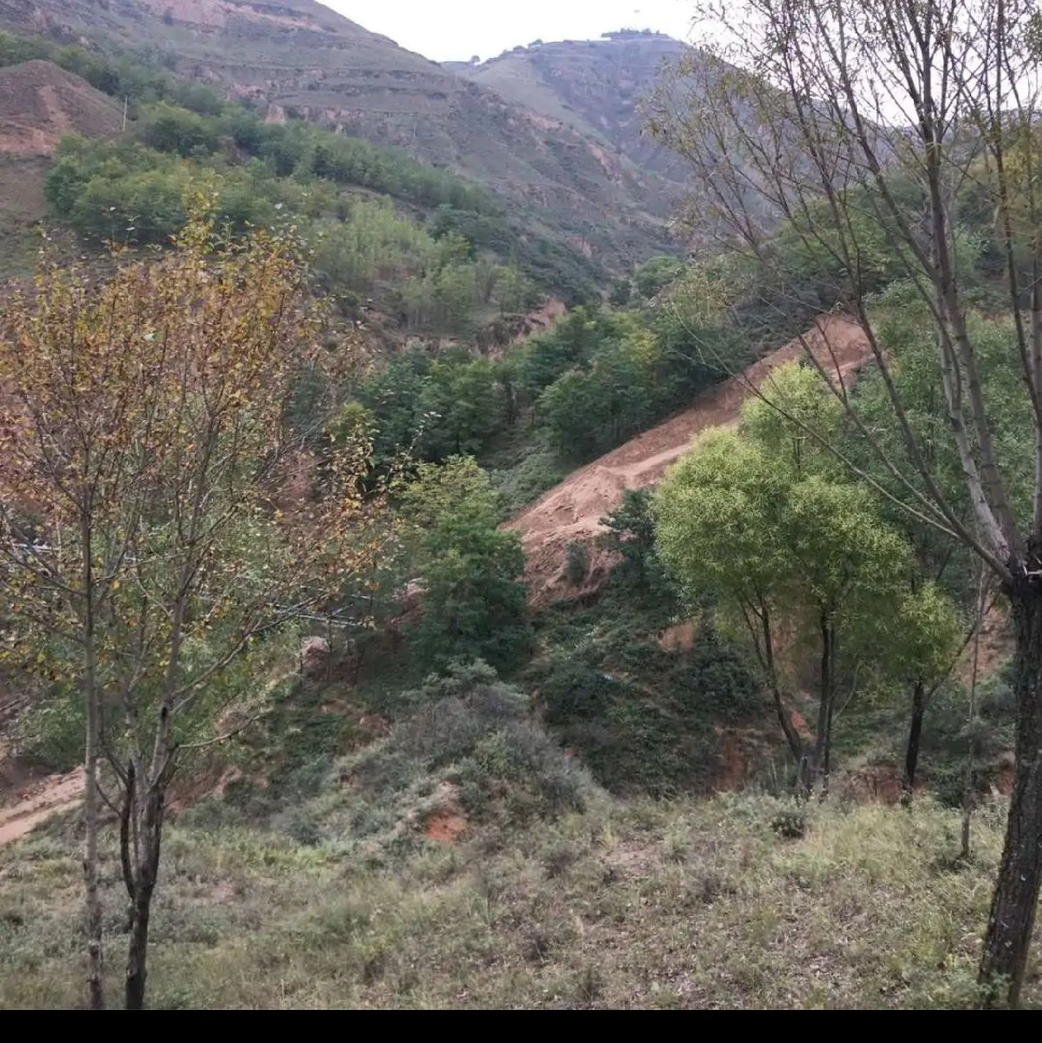 梓坞山森林公园游步道旅行图片 1
