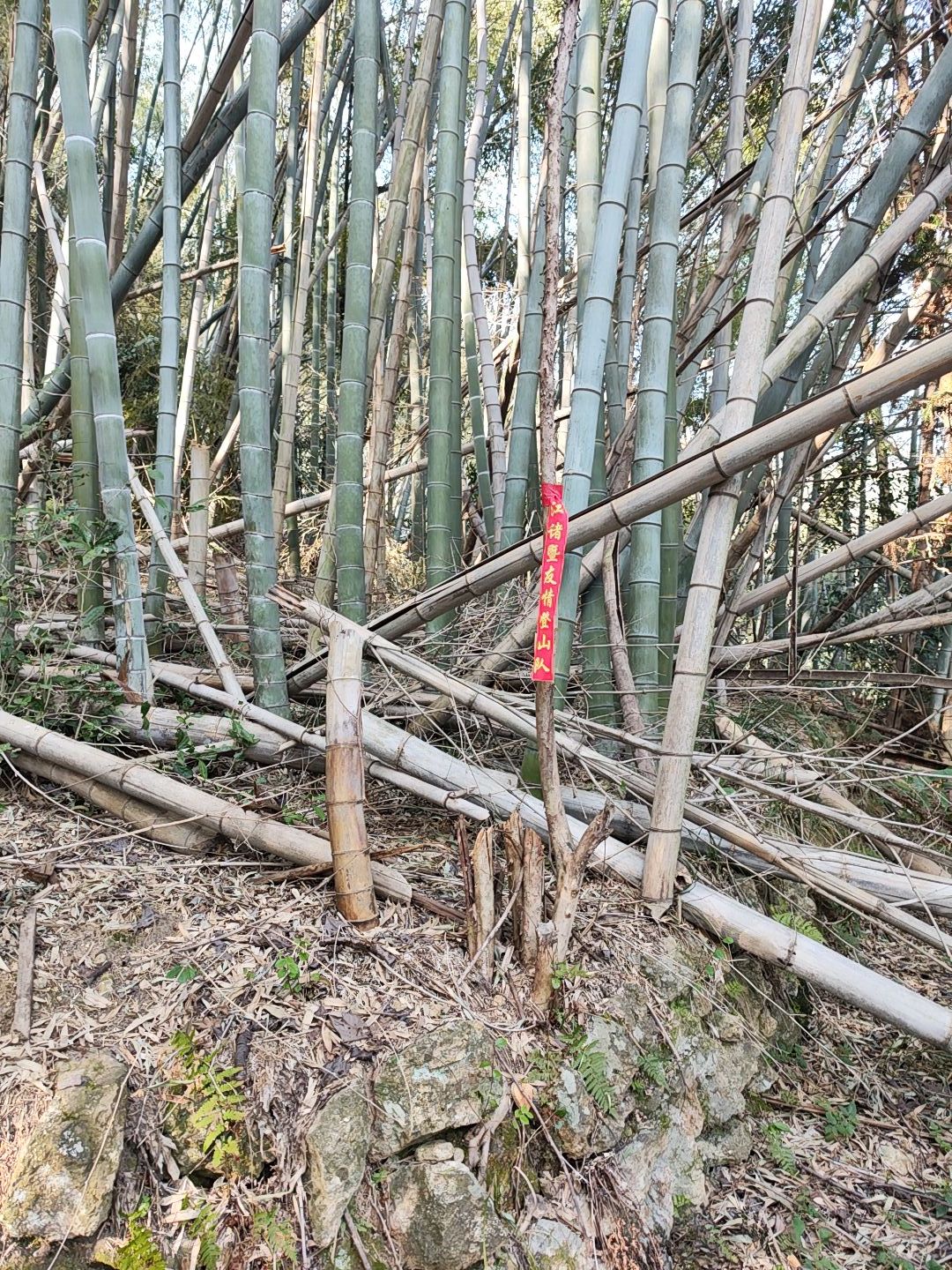 梓坞山森林公园游步道旅行图片 3