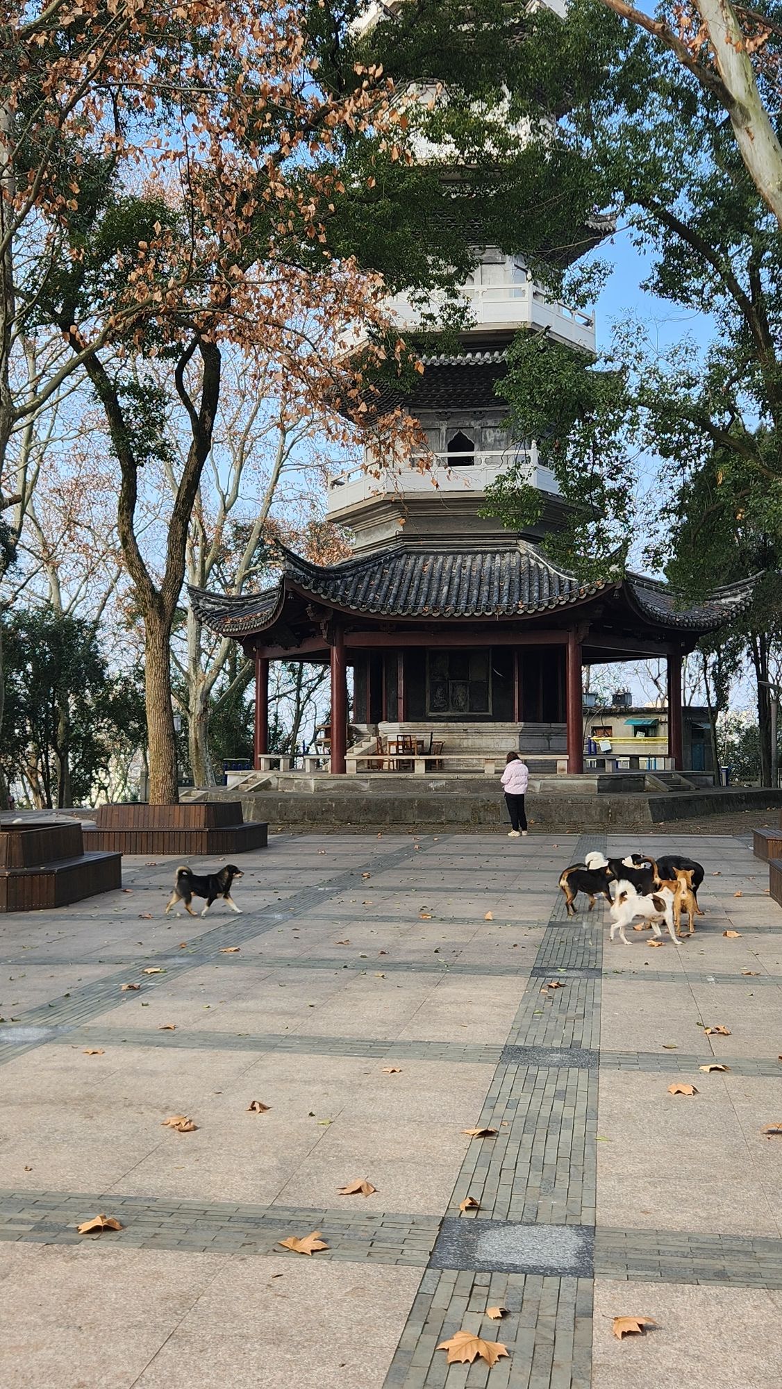 能仁塔旅行图片 1