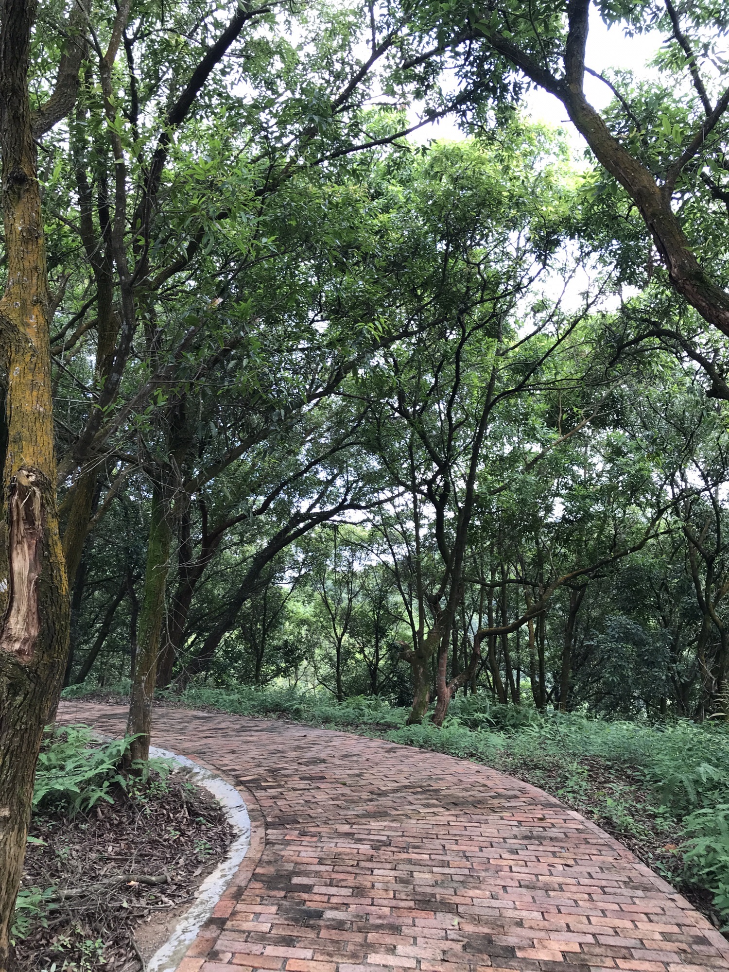 万亩罗浮追绿登山绿道旅行图片 3