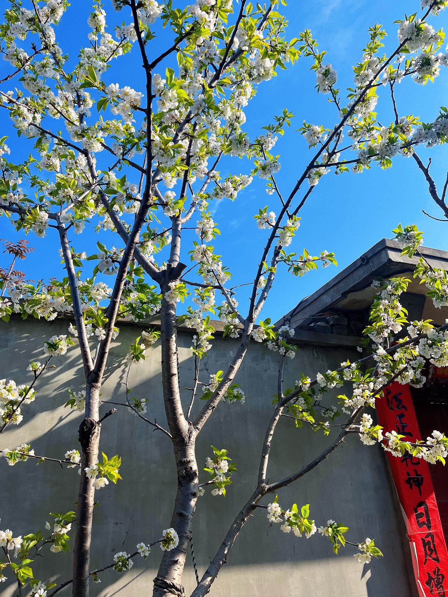 小福山公园旅行图片 3