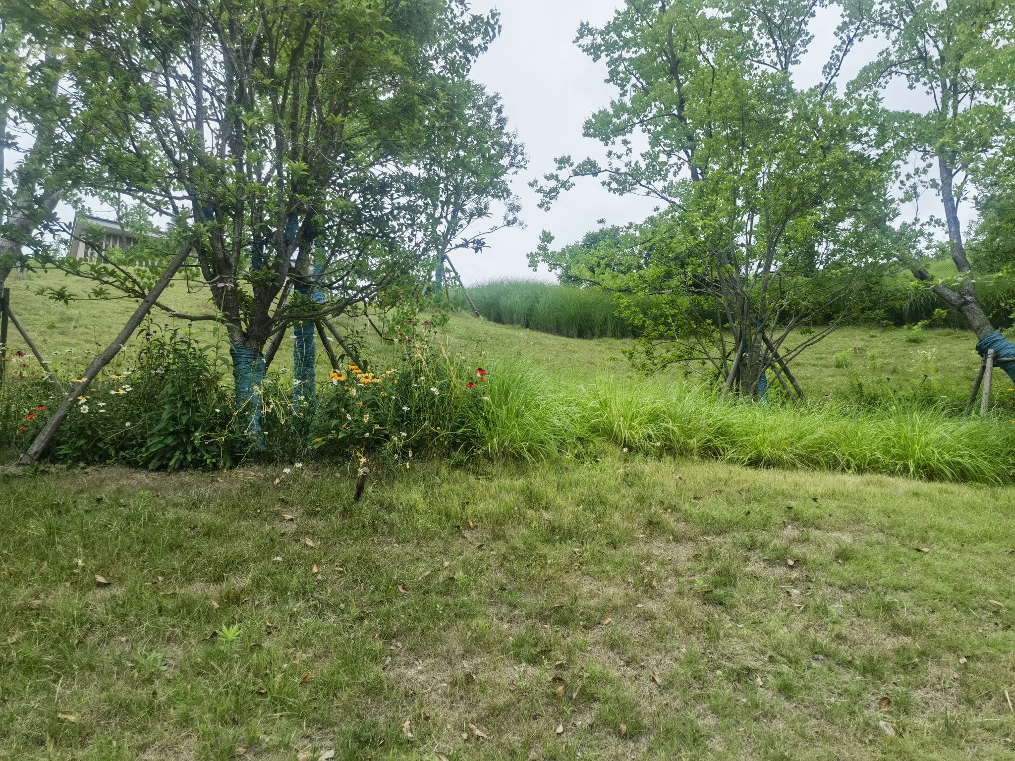 雨花城市公园旅行图片 1