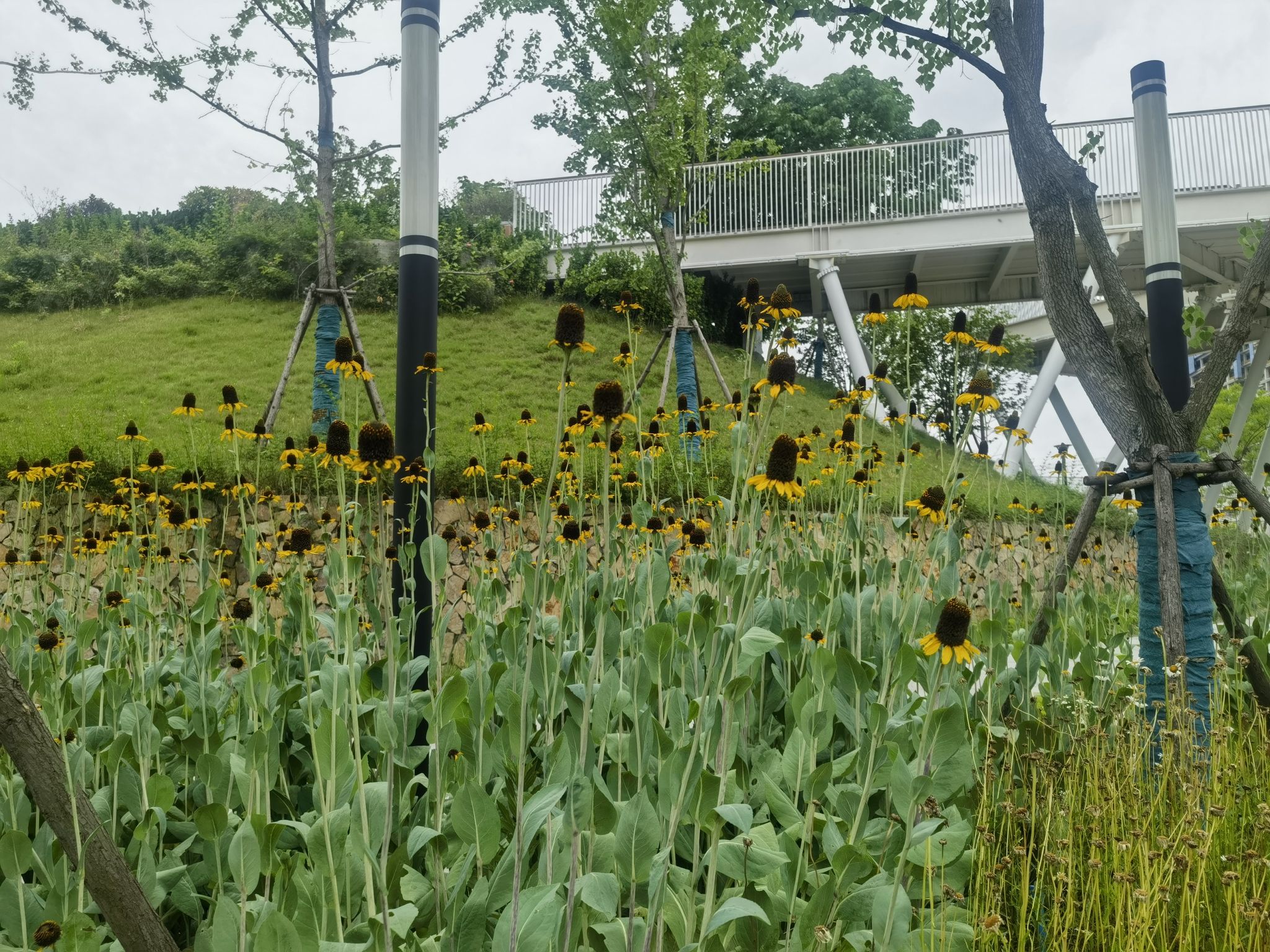 雨花城市公园旅行图片 2