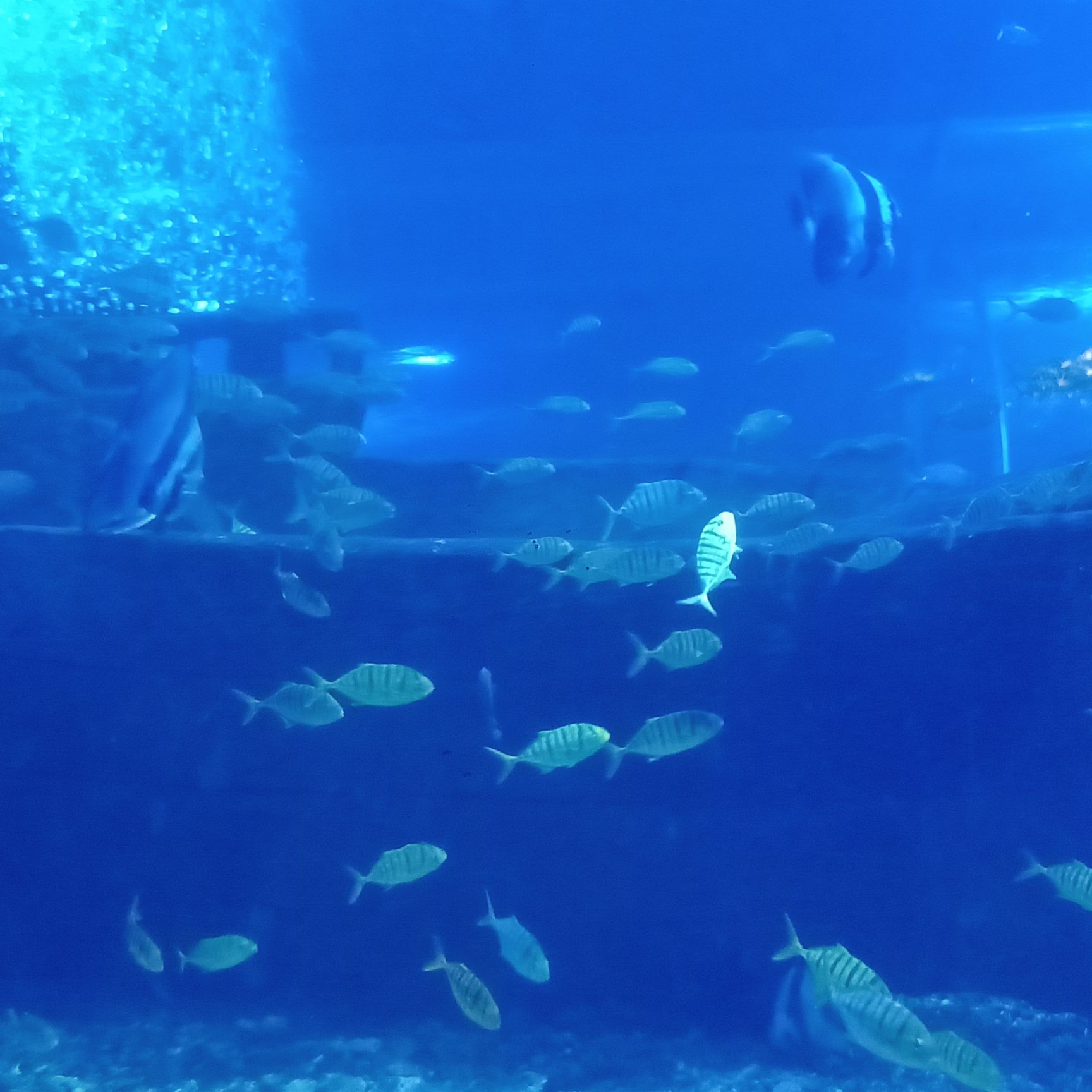 潍坊海昌海洋馆(暂停开放)旅行图片 1