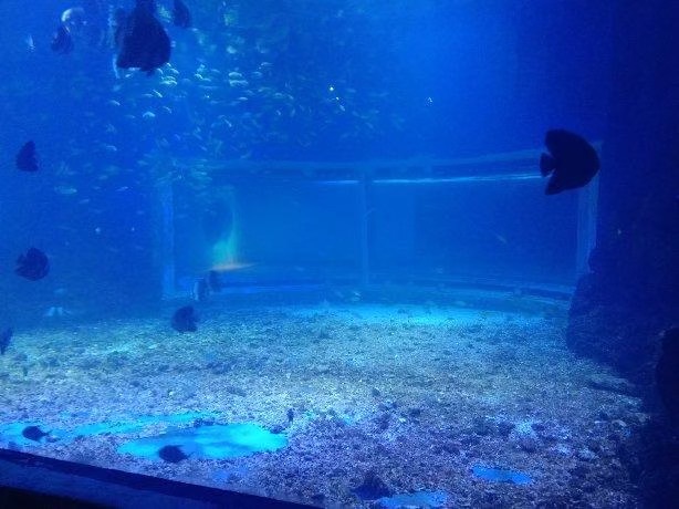 潍坊海昌海洋馆(暂停开放)旅行图片 3