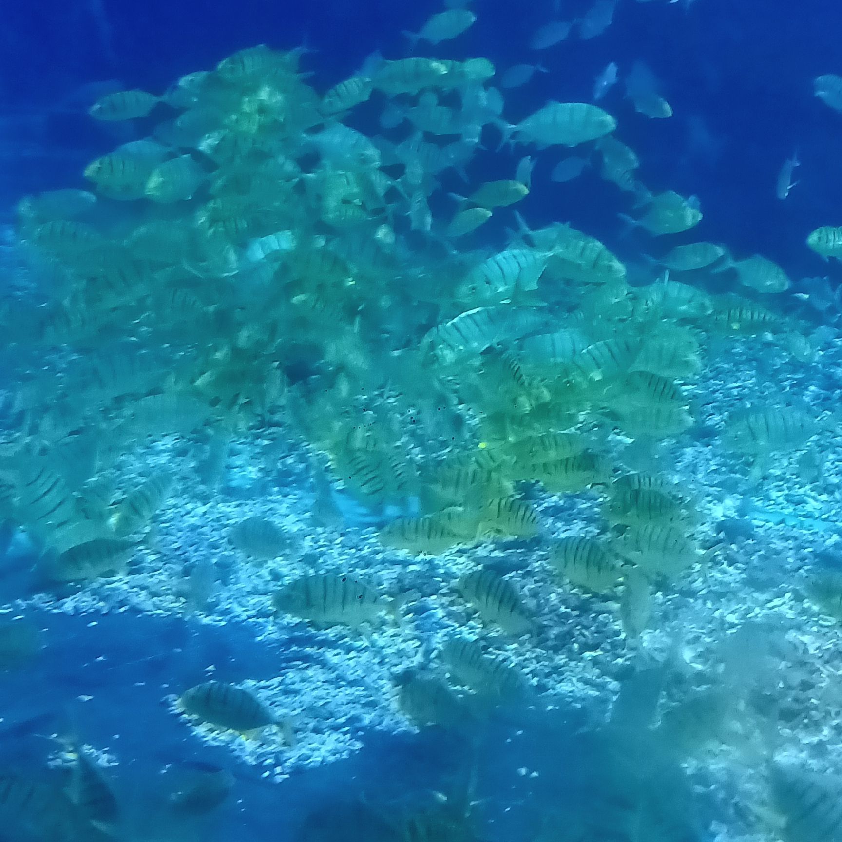潍坊海昌海洋馆(暂停开放)旅行图片 3