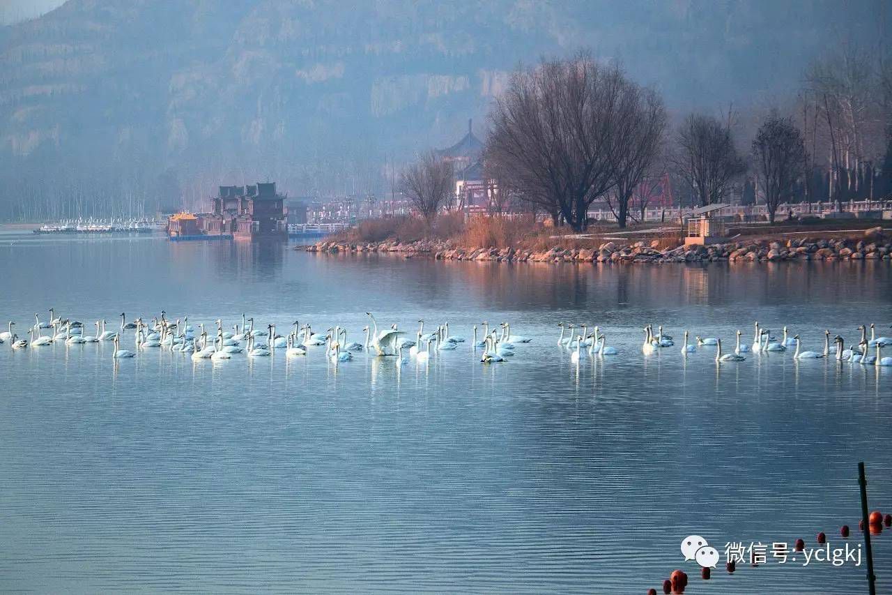 飞龙山森林公园-天鹅湖旅行图片 2