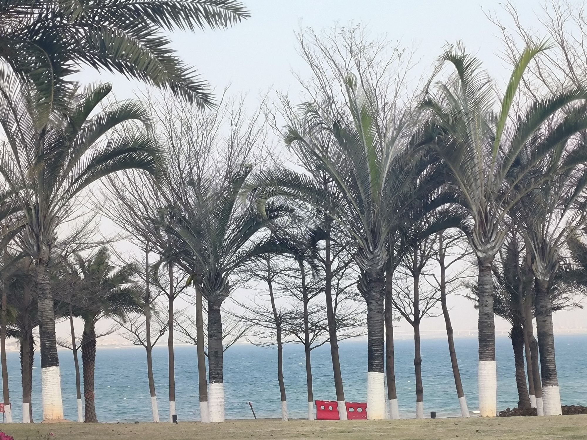 后田沙滩旅行图片 3