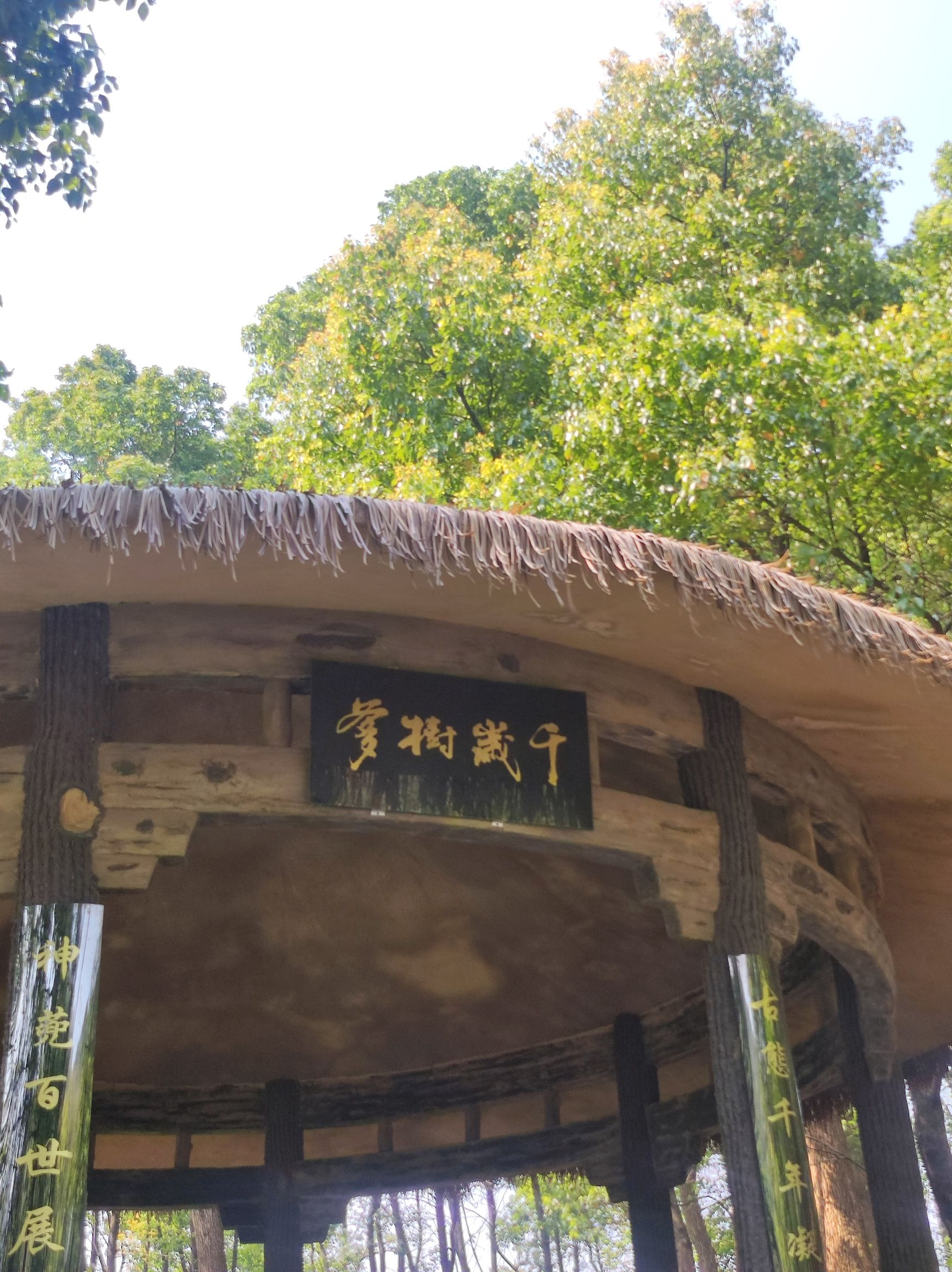 千岁树爹