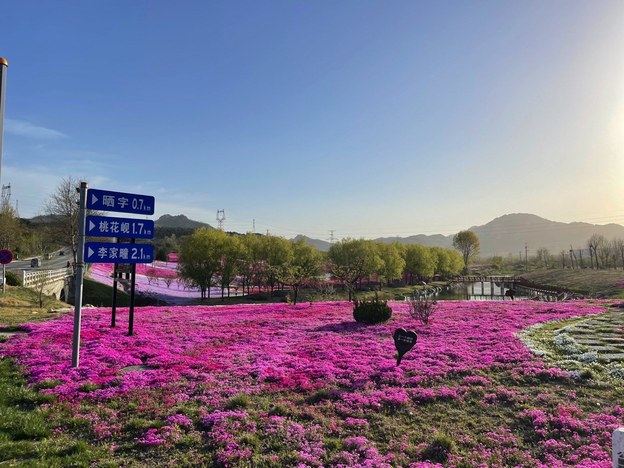 晒字芝樱花海旅行图片 1