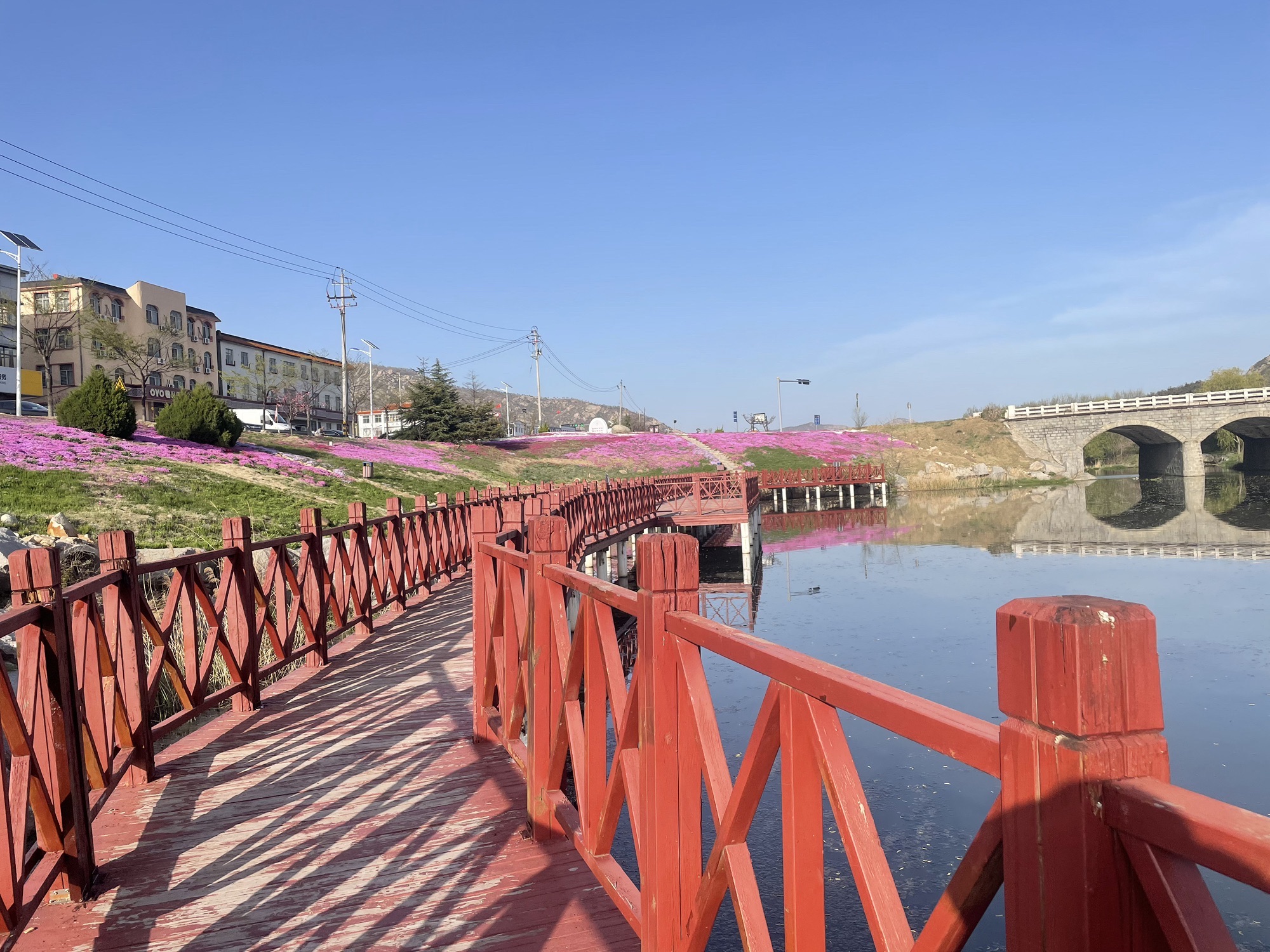 晒字芝樱花海旅行图片 2