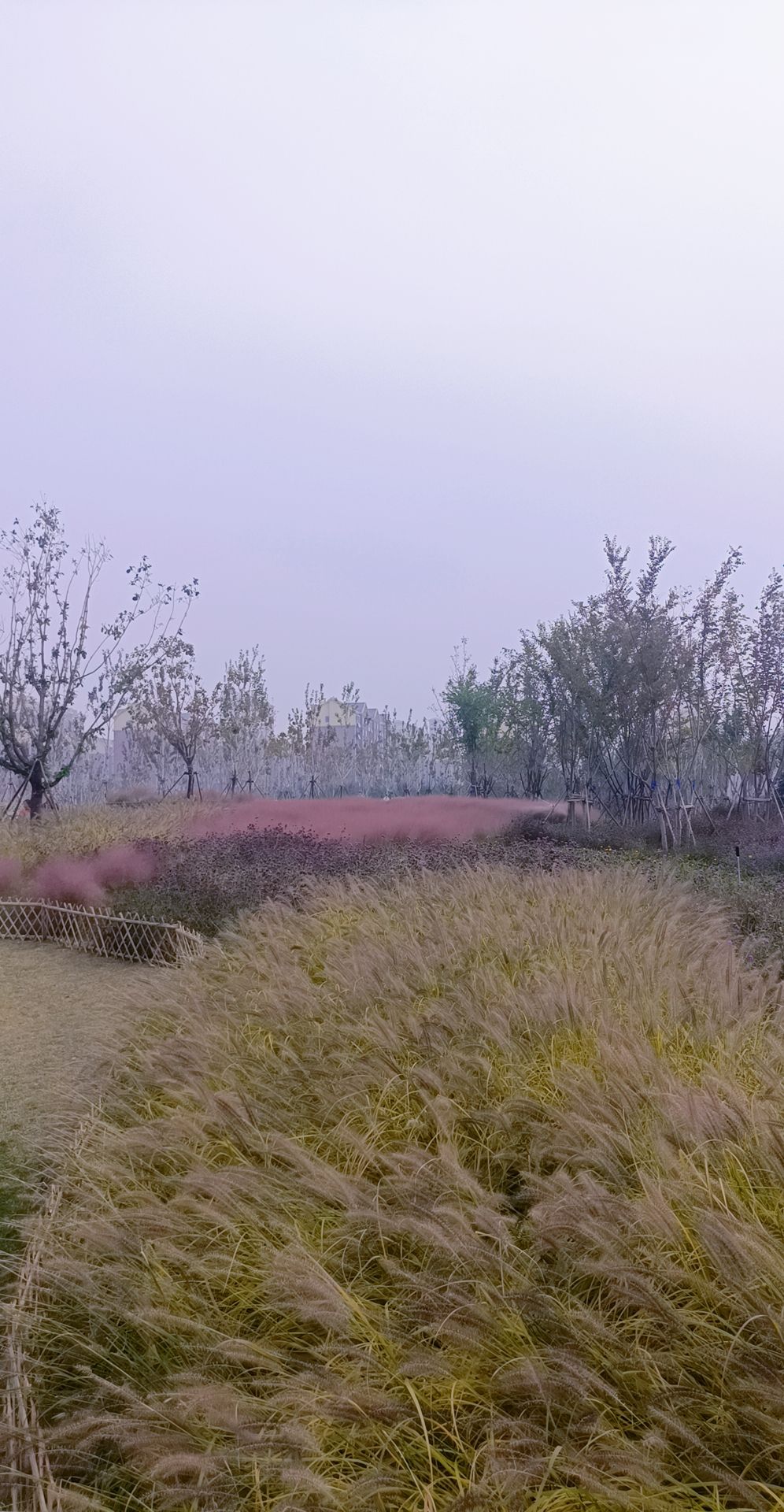滕州铁西公园旅行图片 1