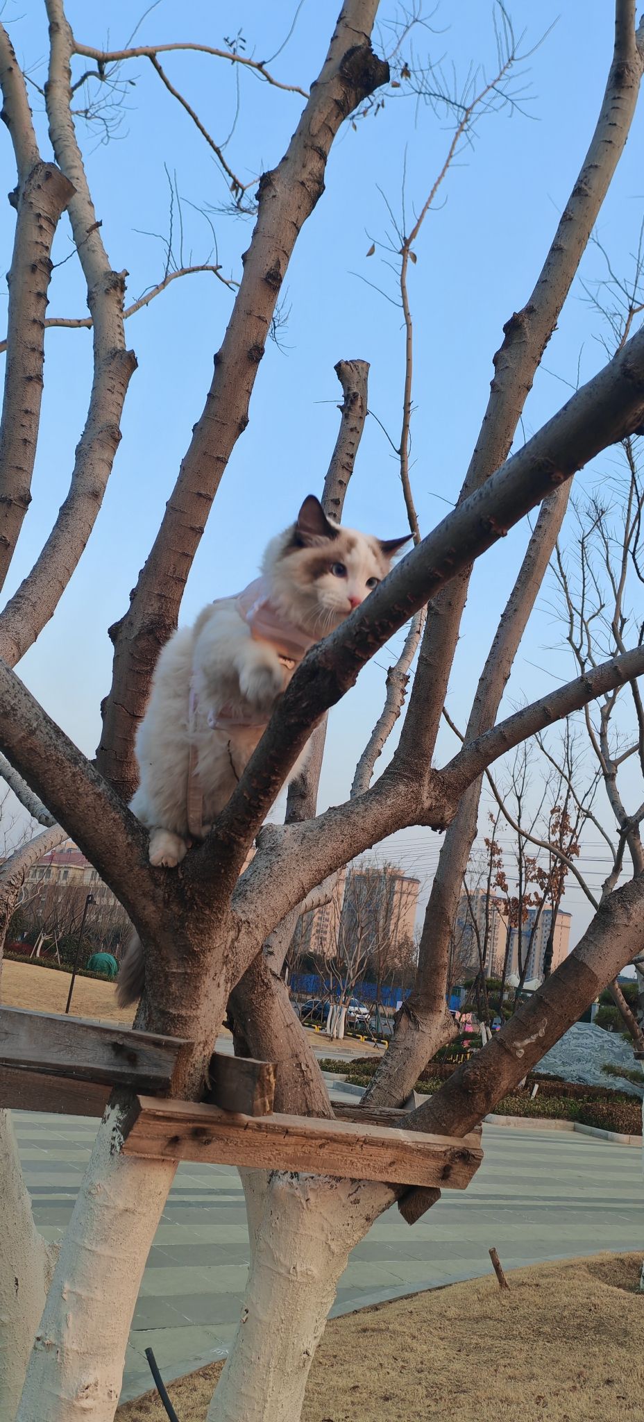 滕州铁西公园旅行图片 3