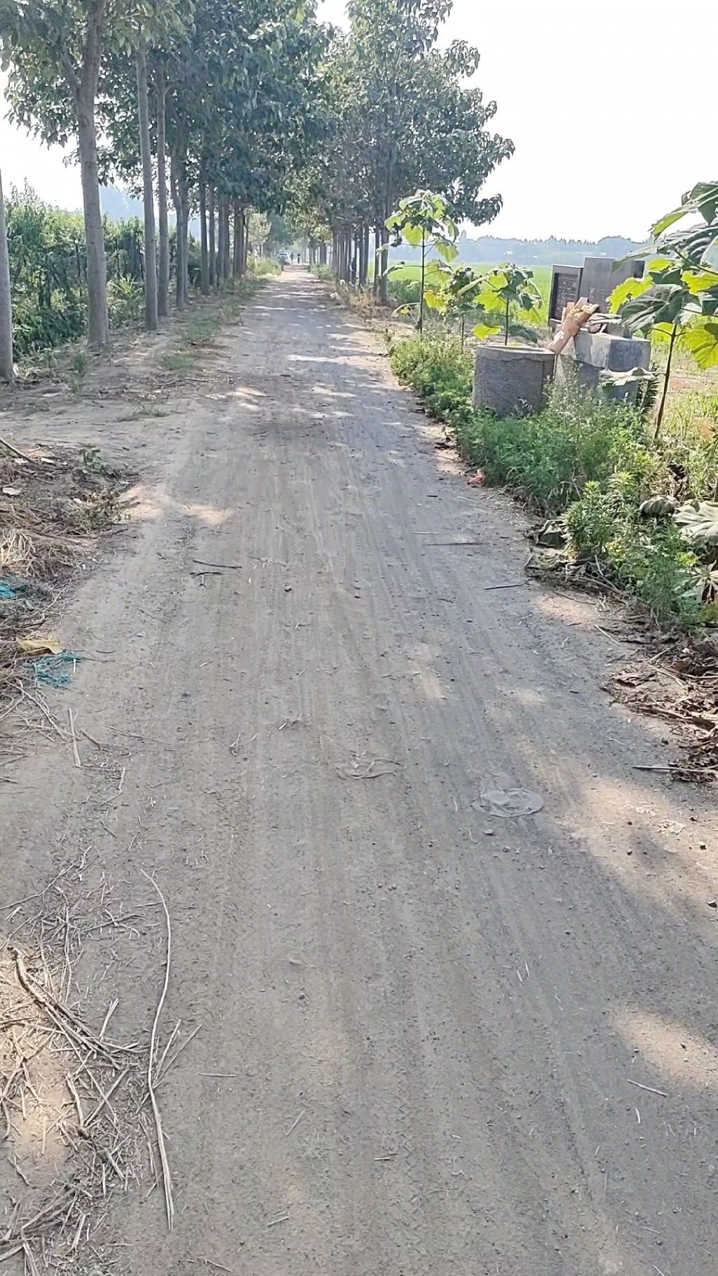 贾诩墓旅行图片 3