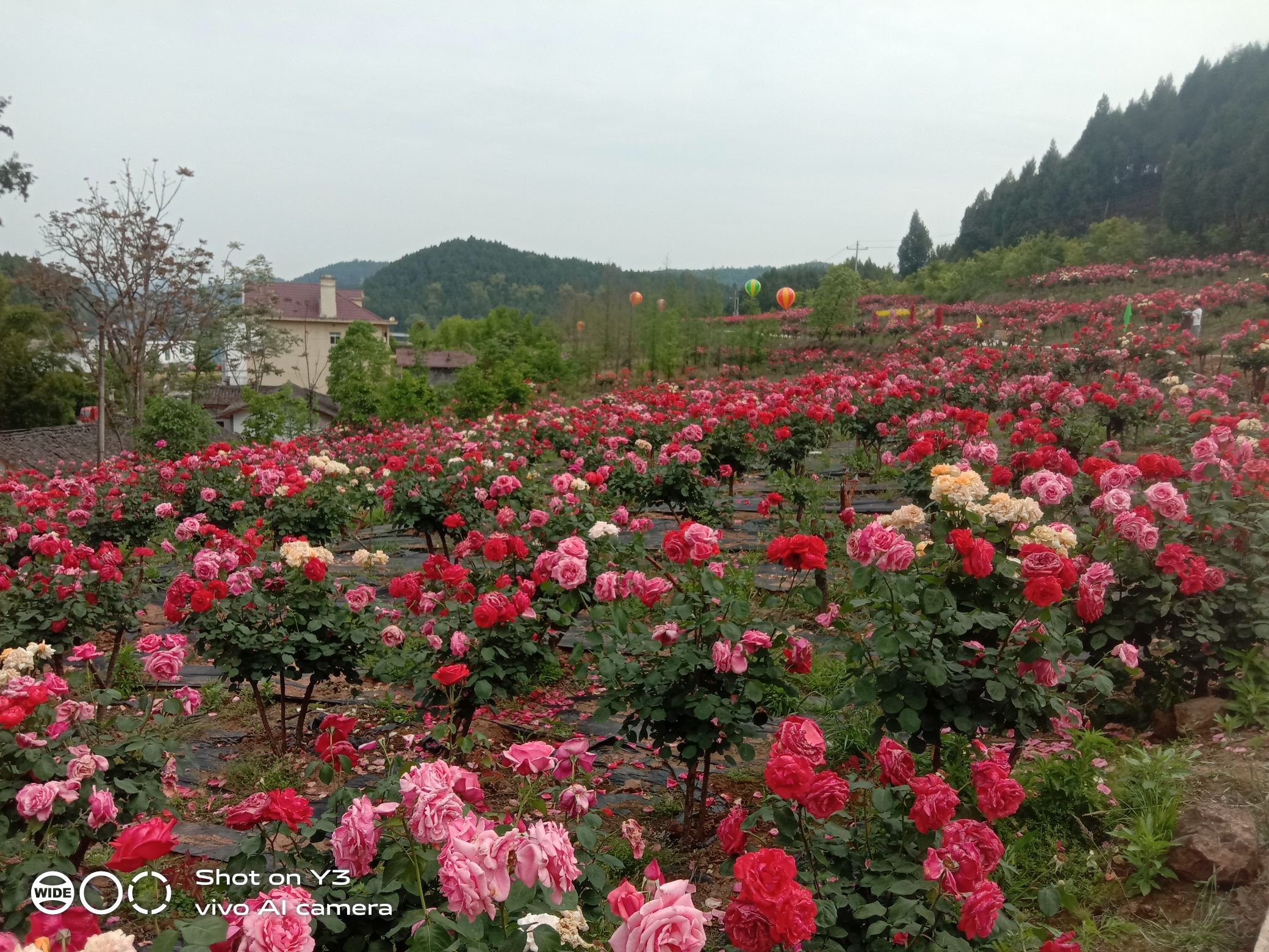 仙湖花海旅行图片 1