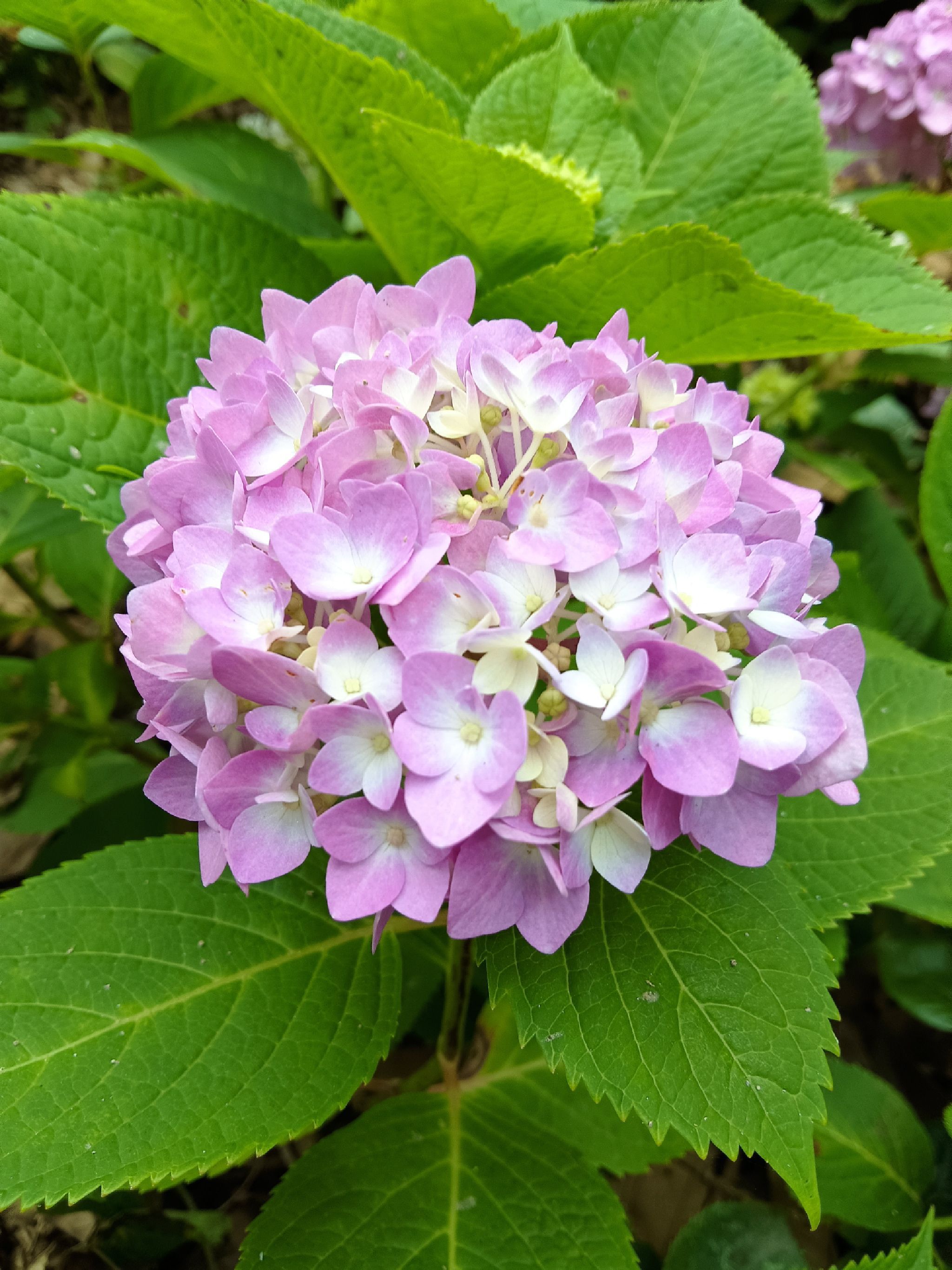 仙湖花海旅行图片 1