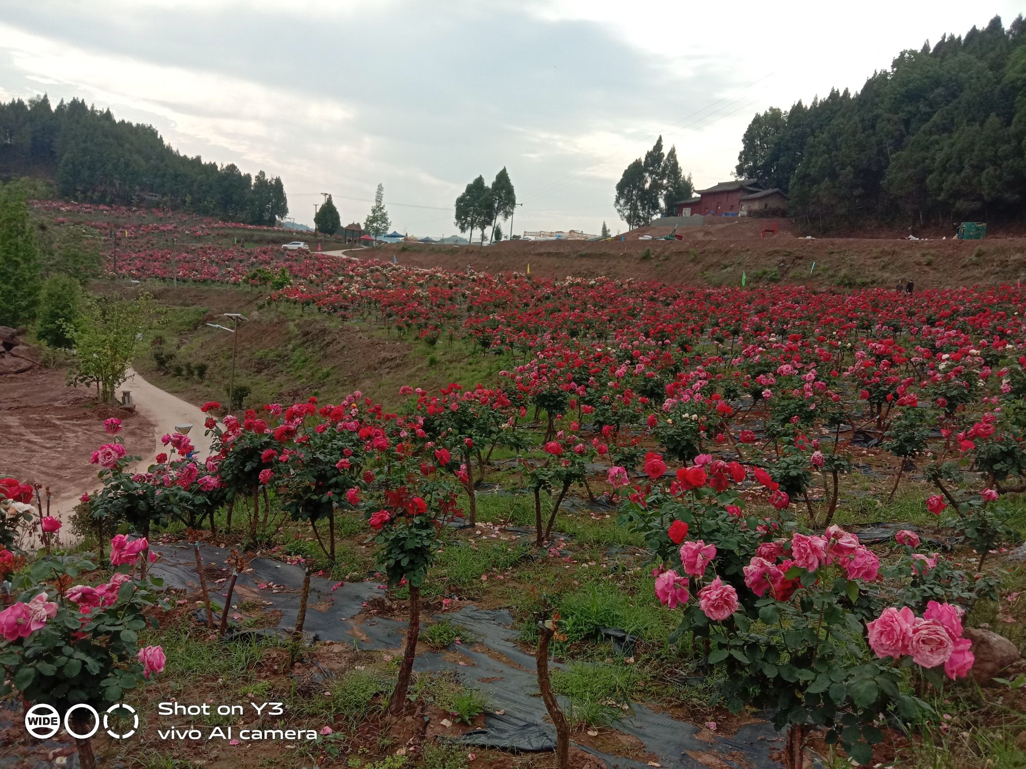 仙湖花海旅行图片 2