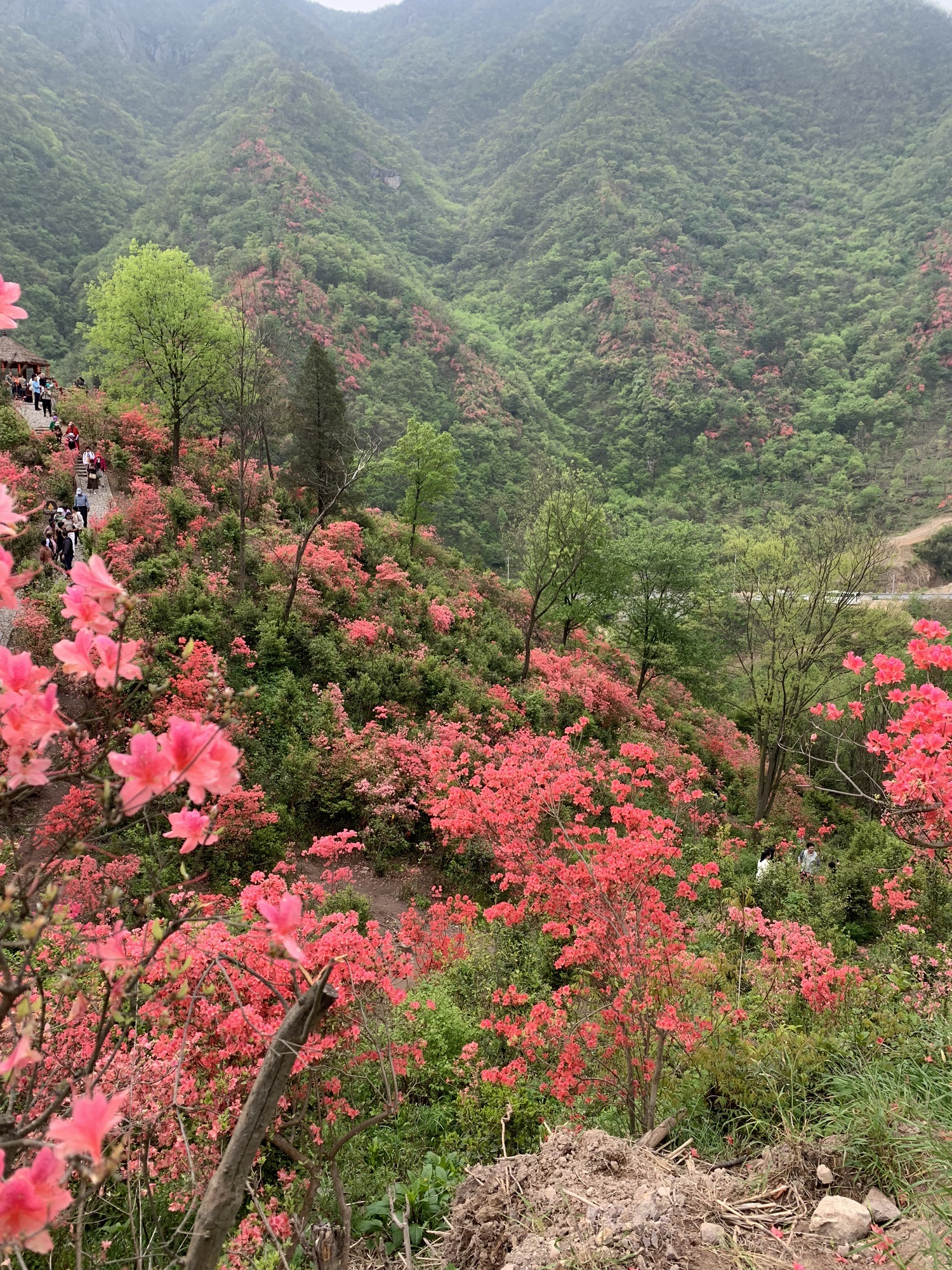 杜鹃岭旅行图片 2
