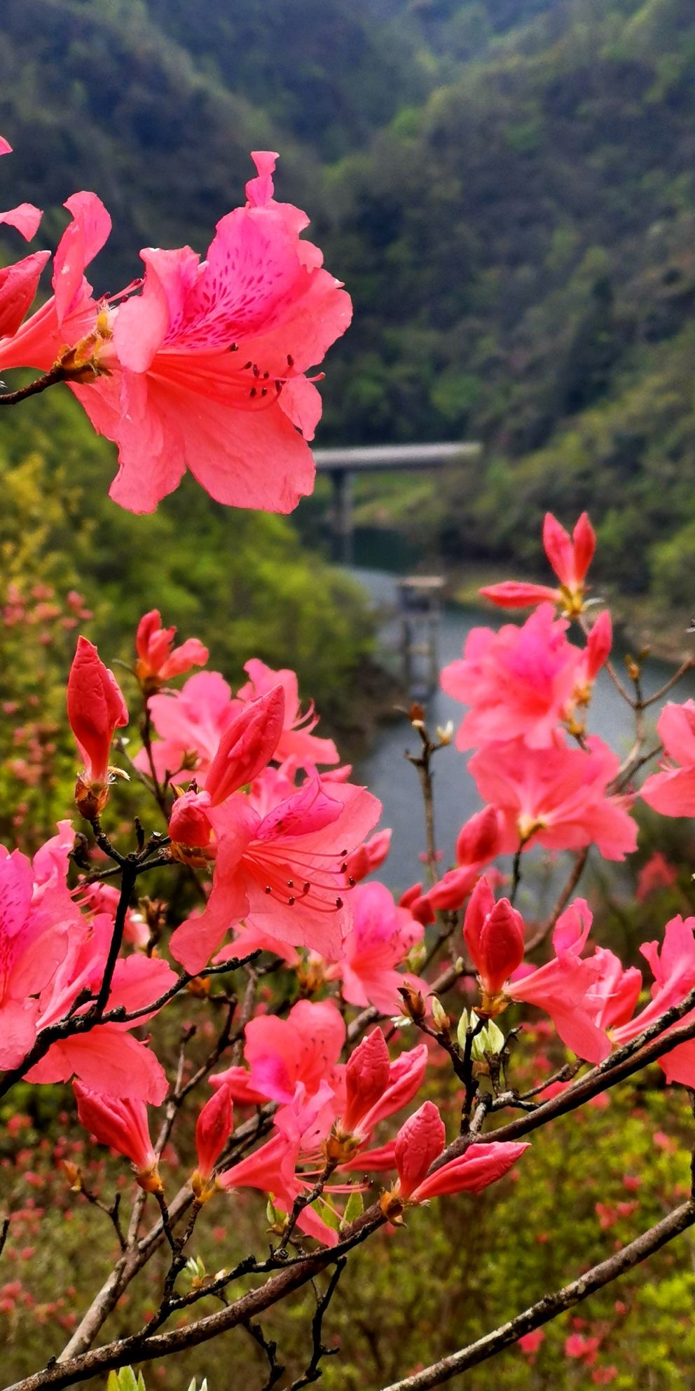 杜鹃岭旅行图片 1