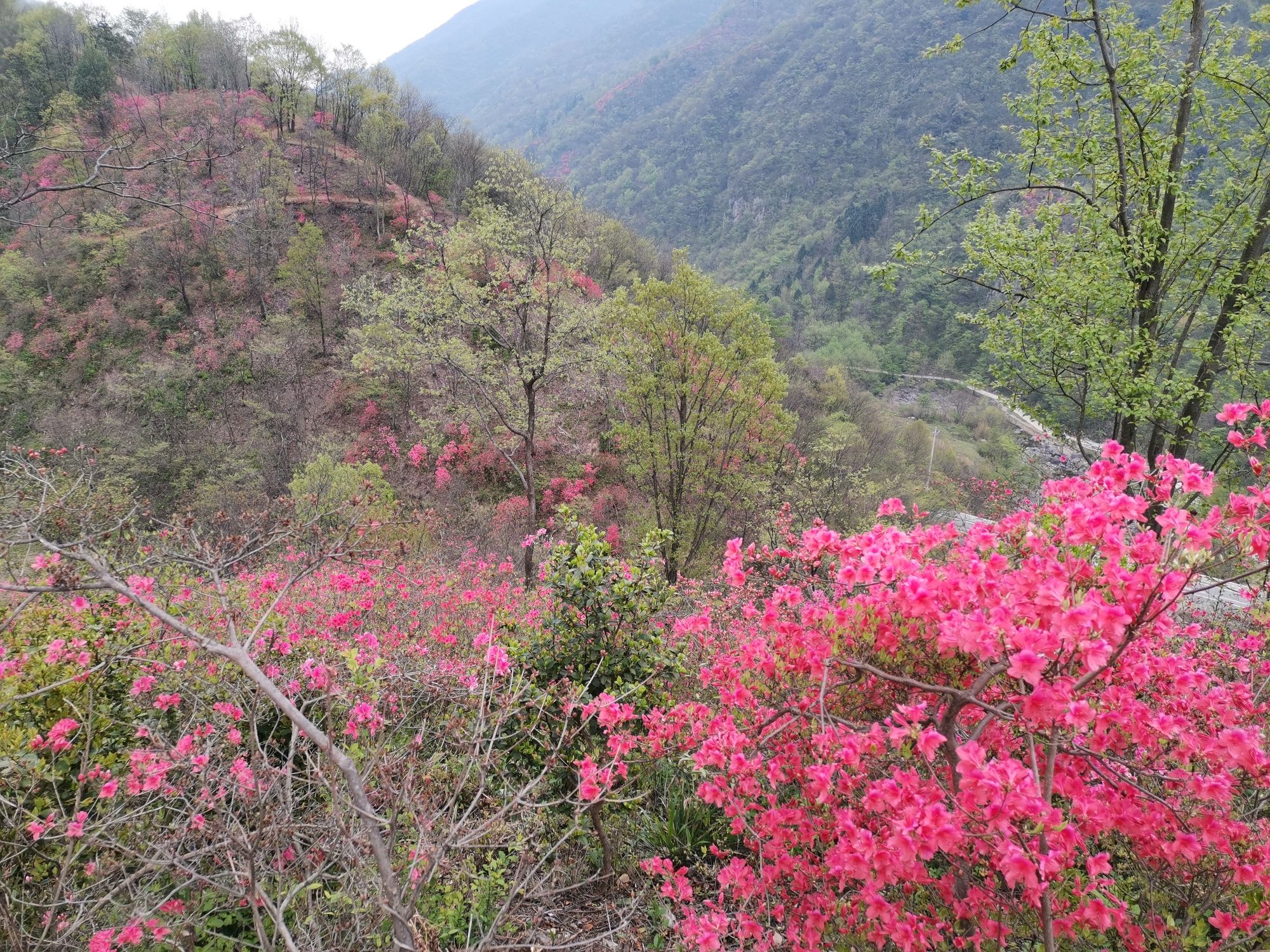 杜鹃岭旅行图片 1