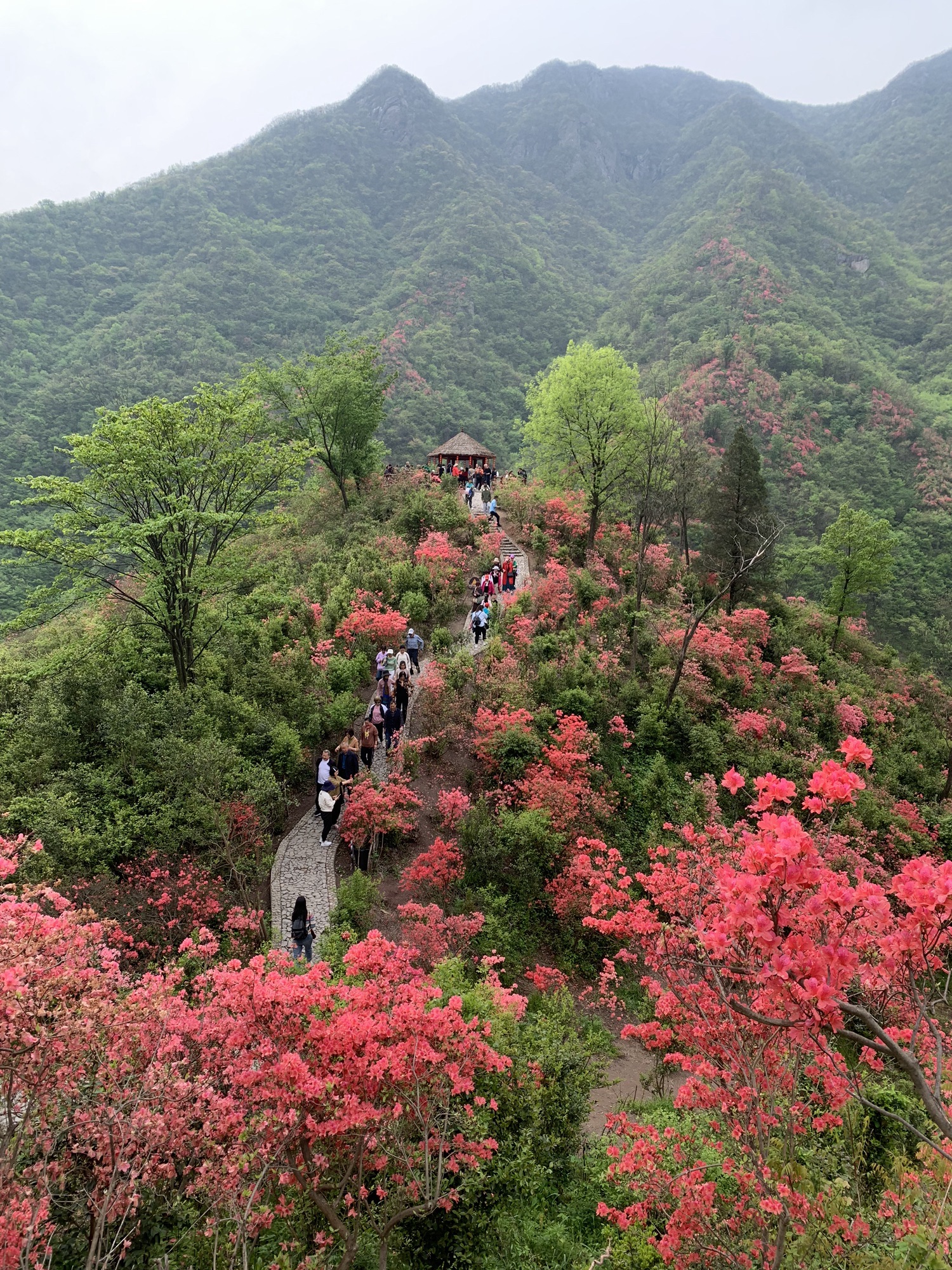 杜鹃岭旅行图片 3
