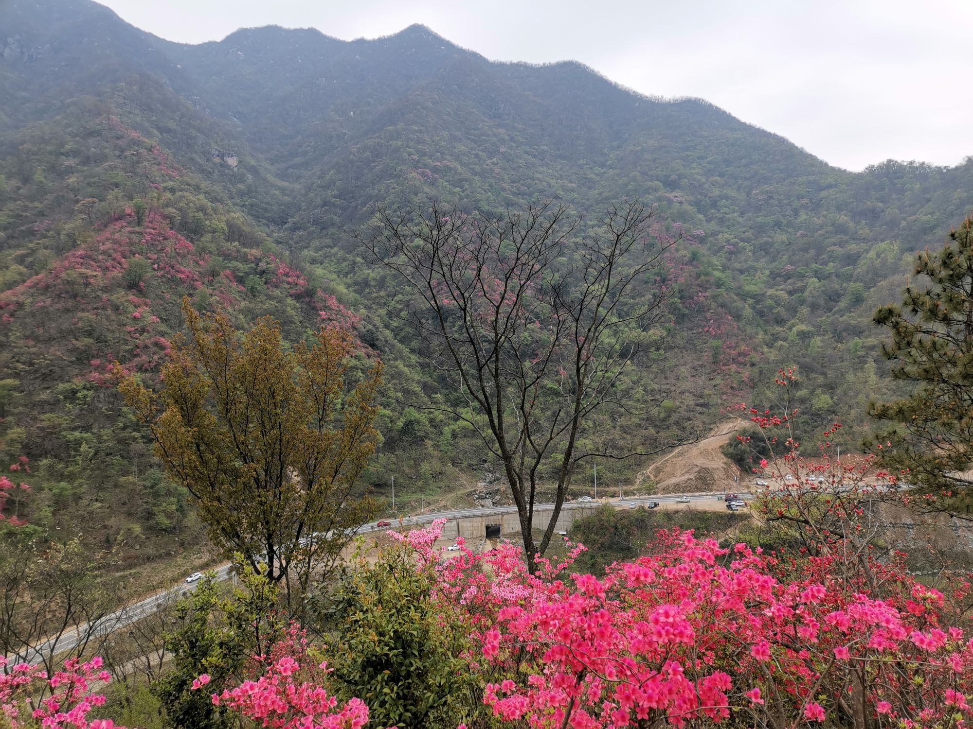 杜鹃岭旅行图片 3