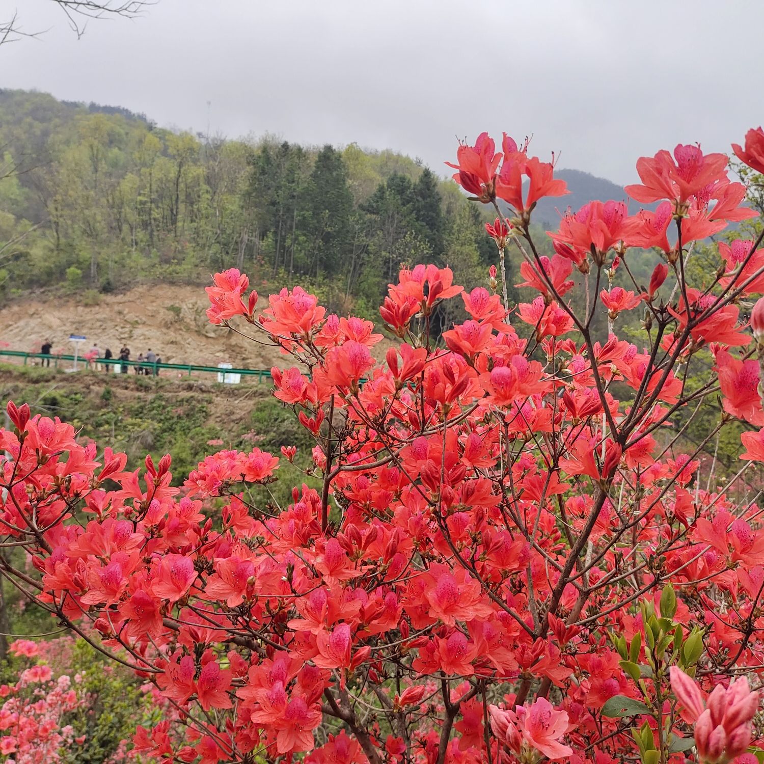 杜鹃岭旅行图片 2