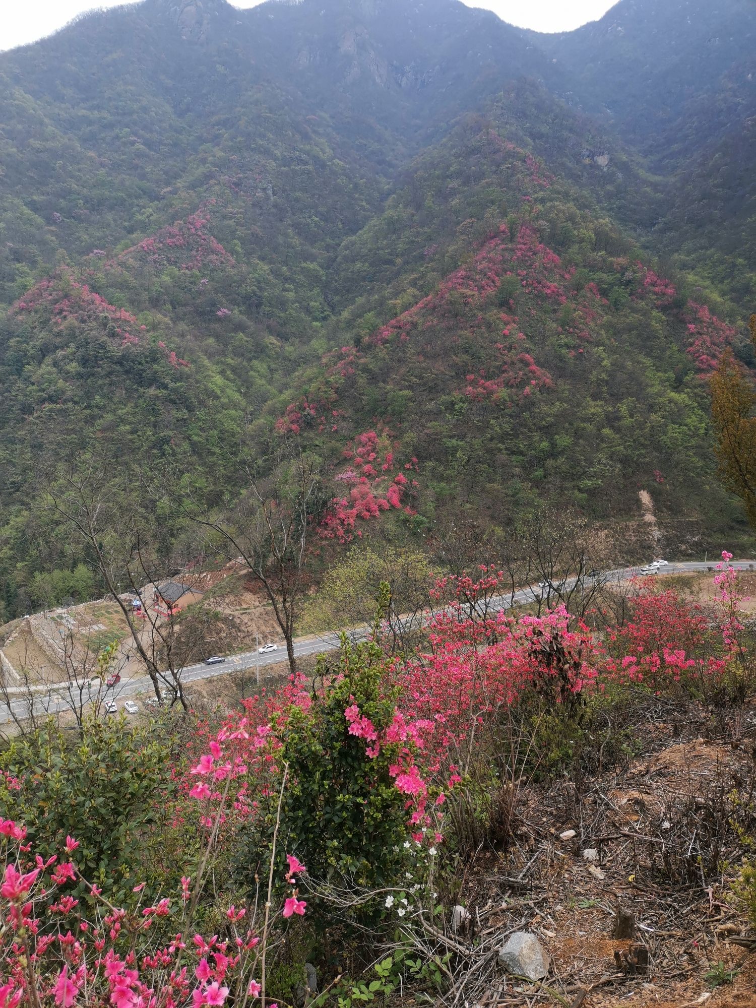 杜鹃岭旅行图片 2