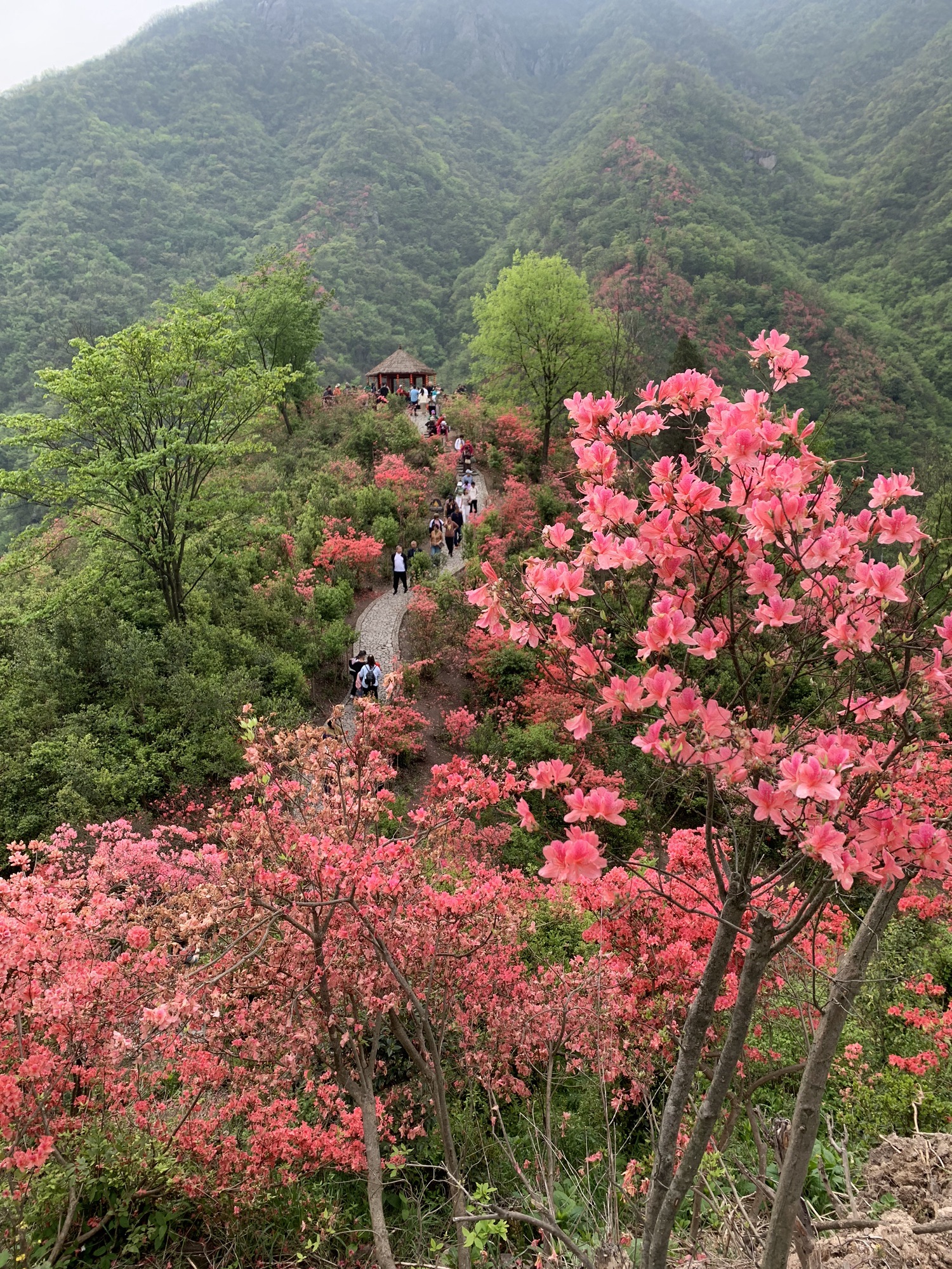 杜鹃岭旅行图片 1