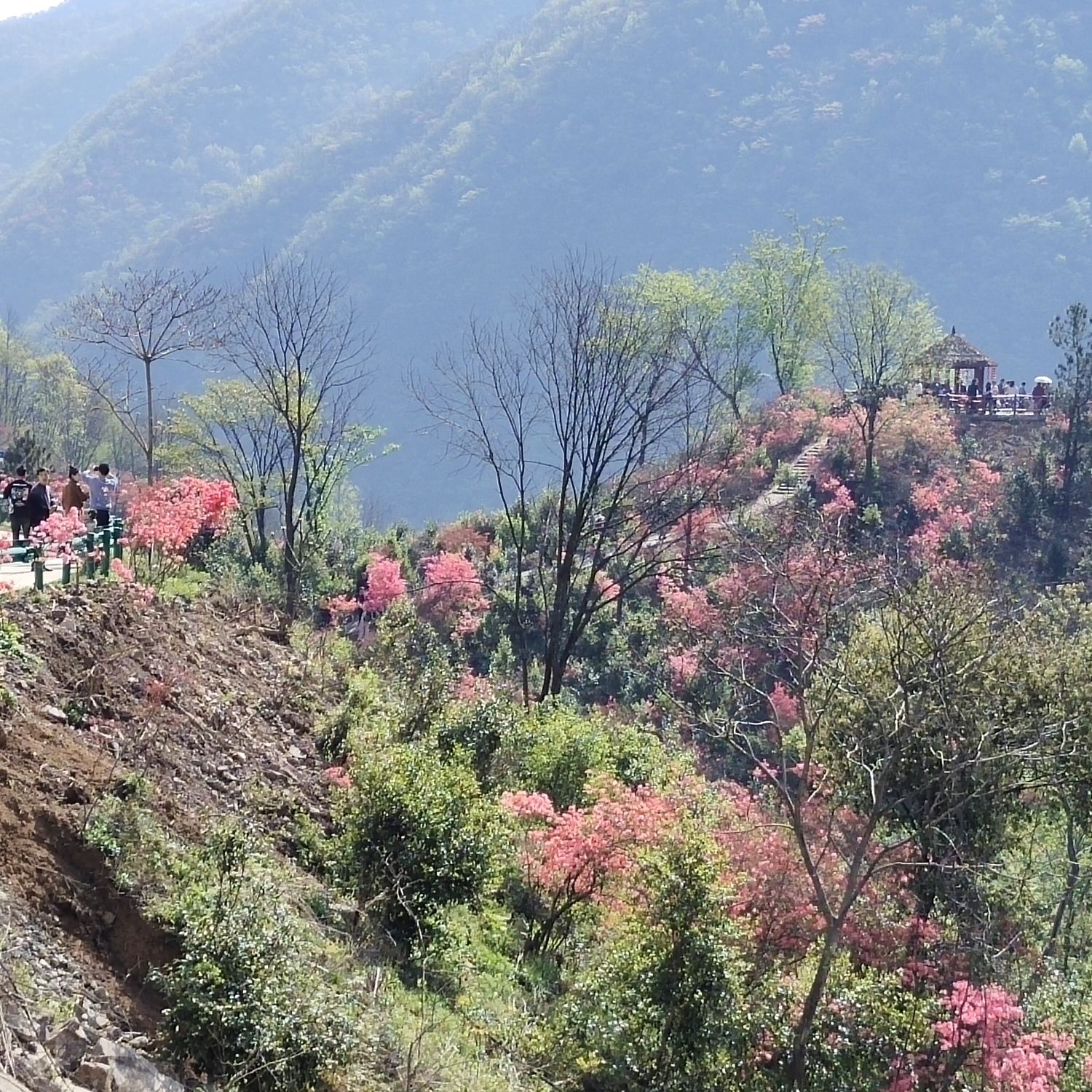杜鹃岭旅行图片 3