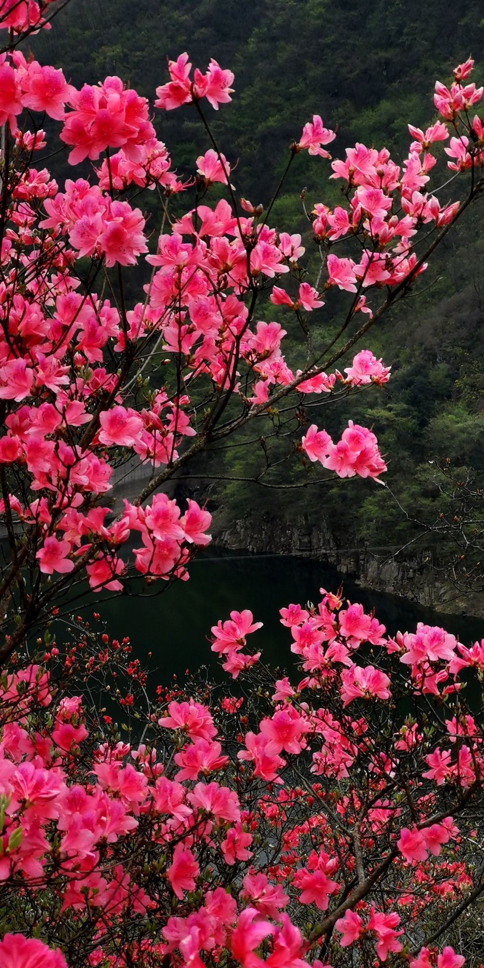 杜鹃岭旅行图片 2