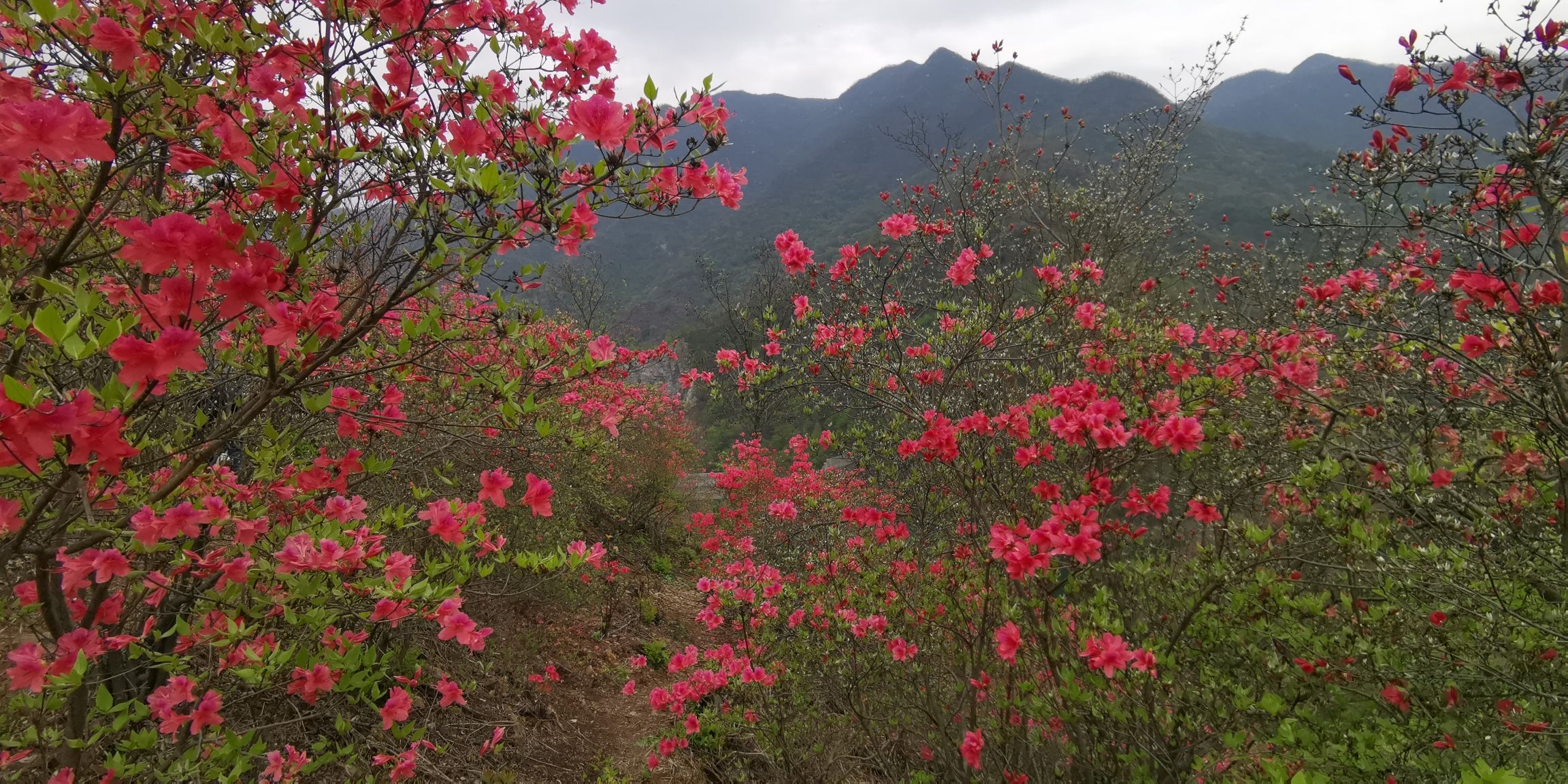 杜鹃岭旅行图片 3