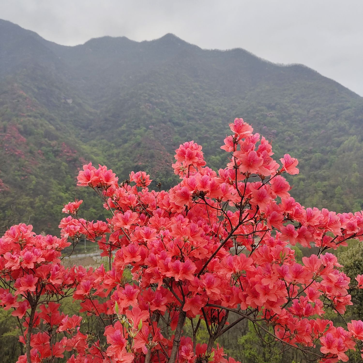 杜鹃岭旅行图片 1