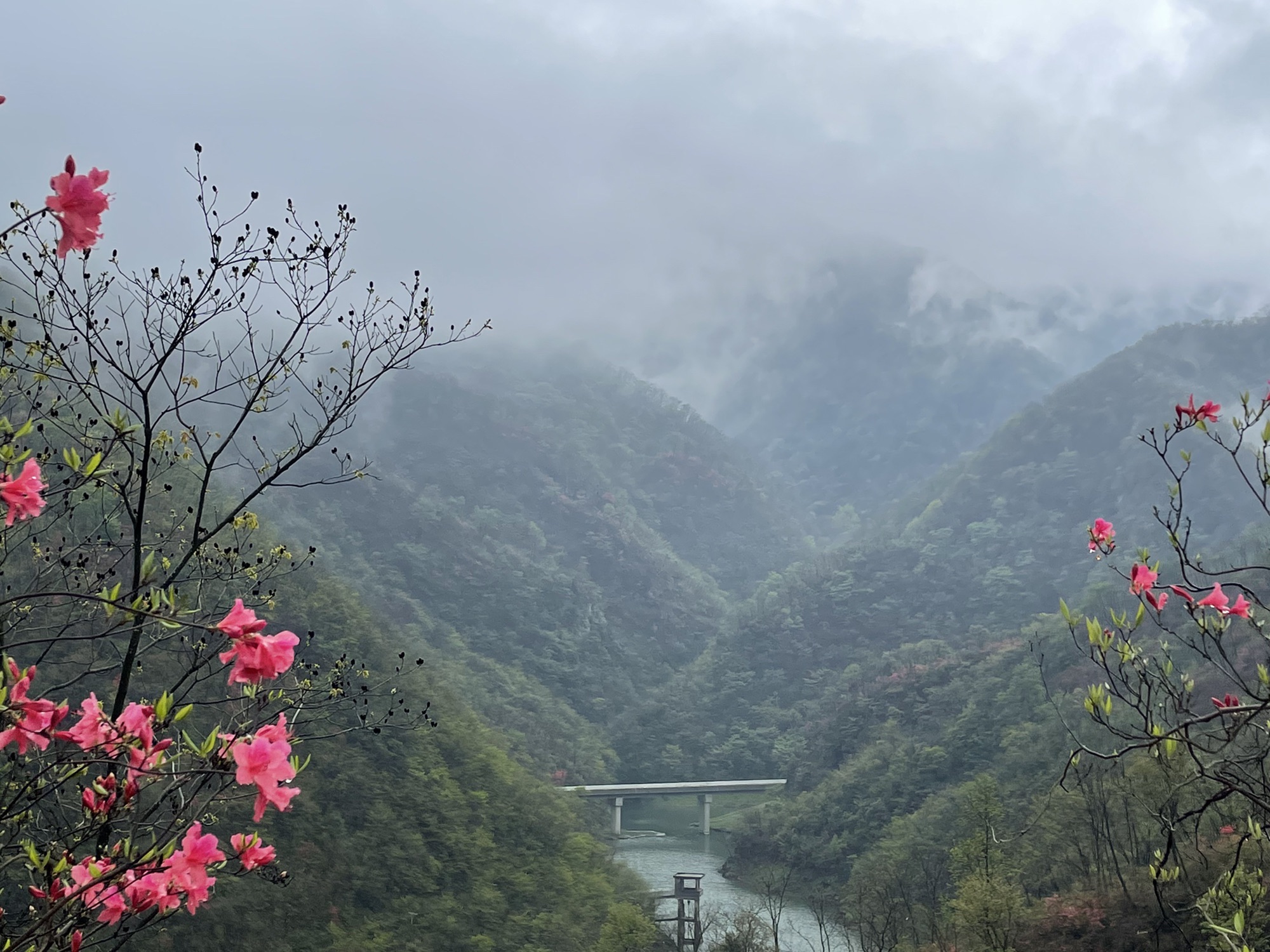 杜鹃岭