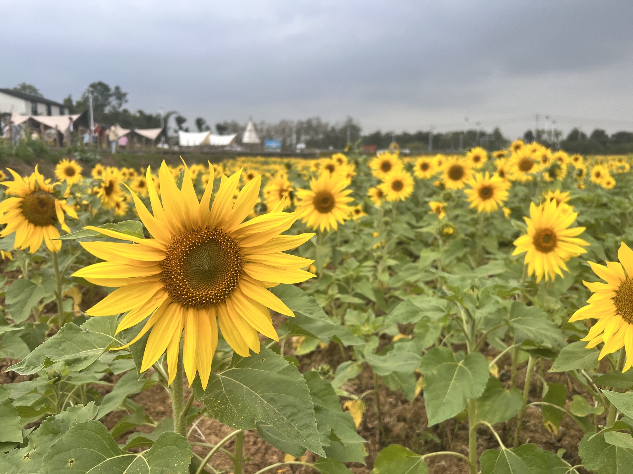 场地封面-出趣梨花营地