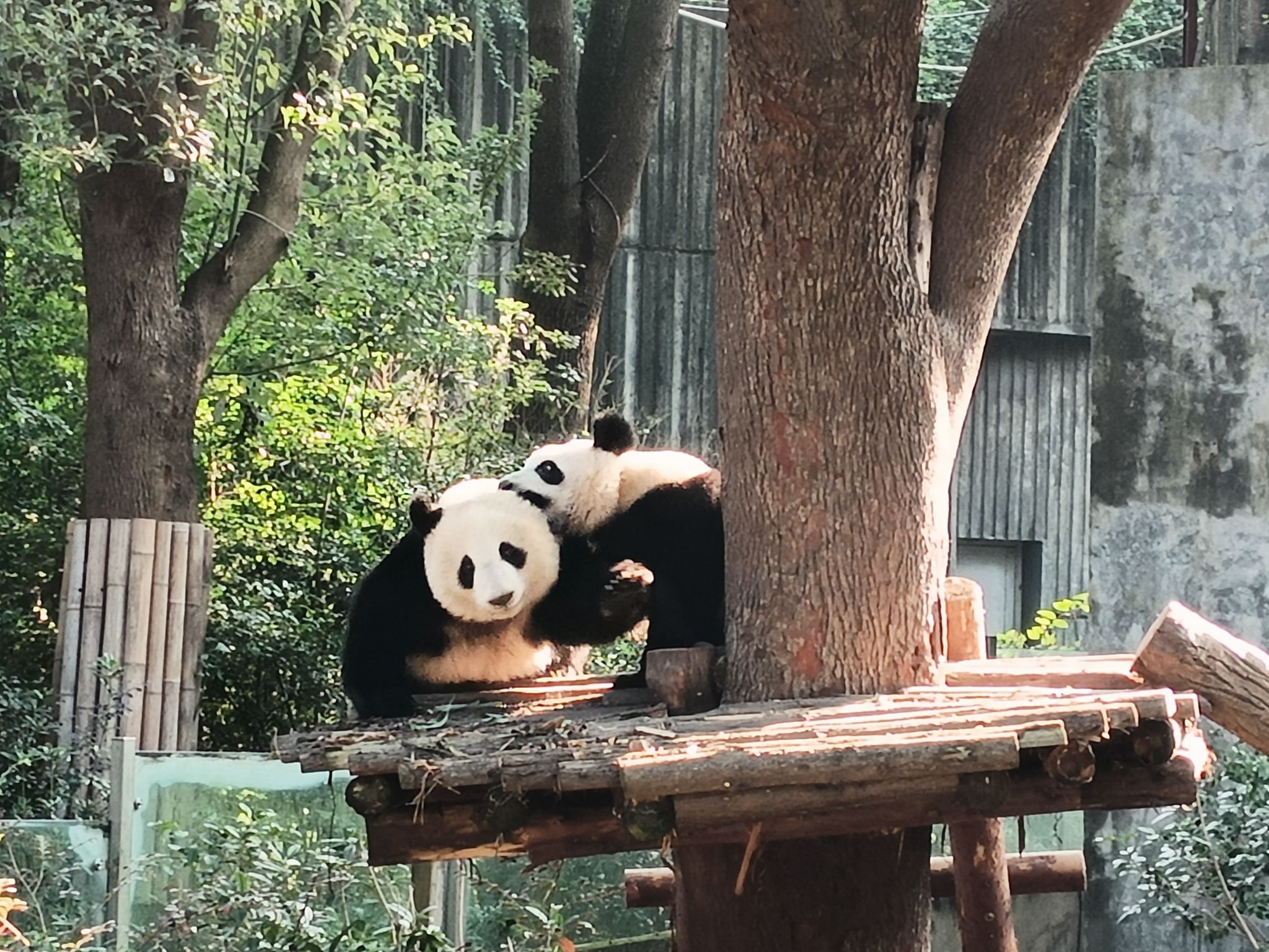 熊猫山谷旅行图片 2