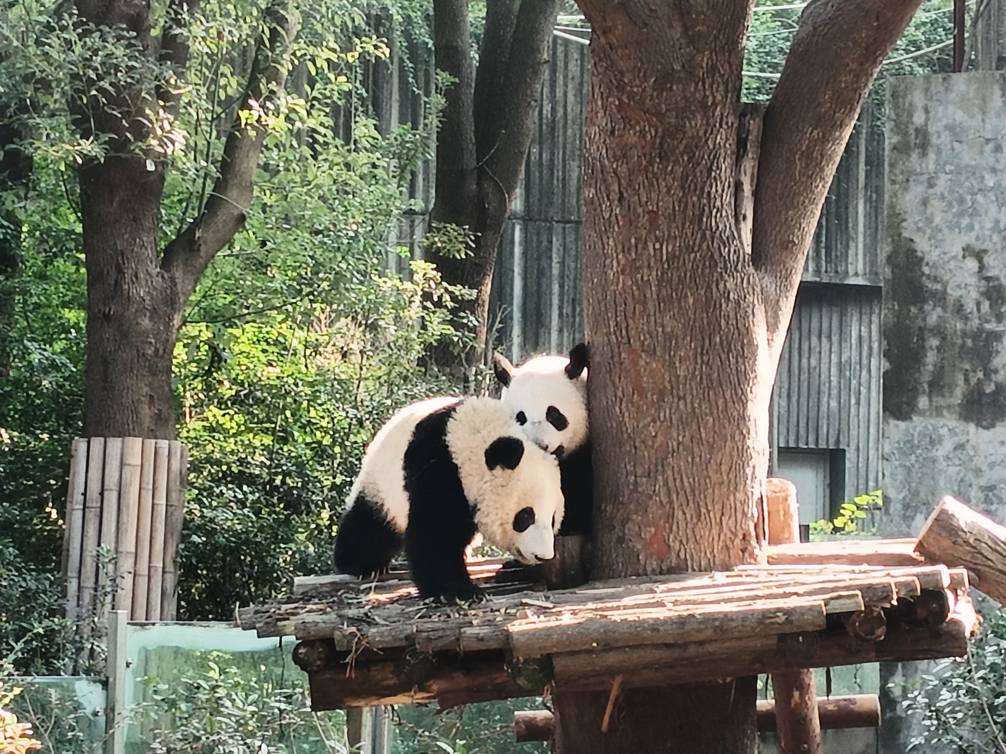 熊猫山谷旅行图片 1