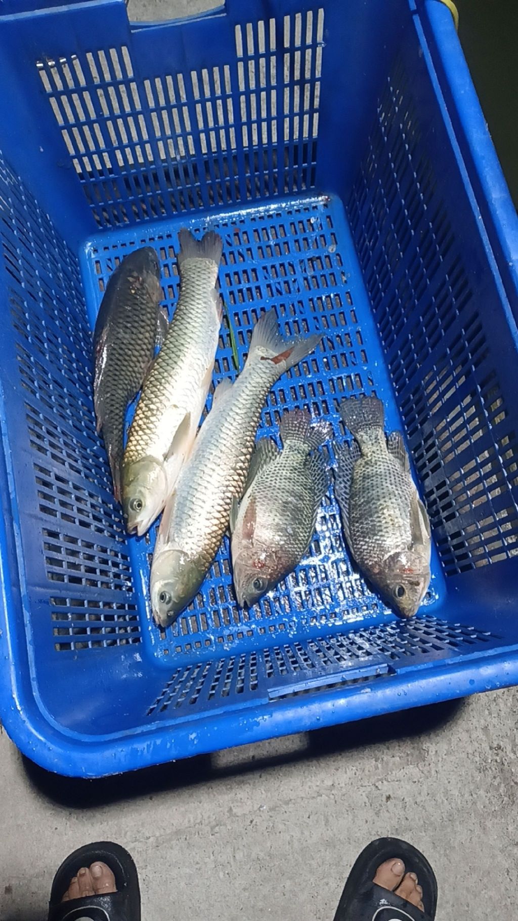 老马钓鱼场(东莞虎门店)