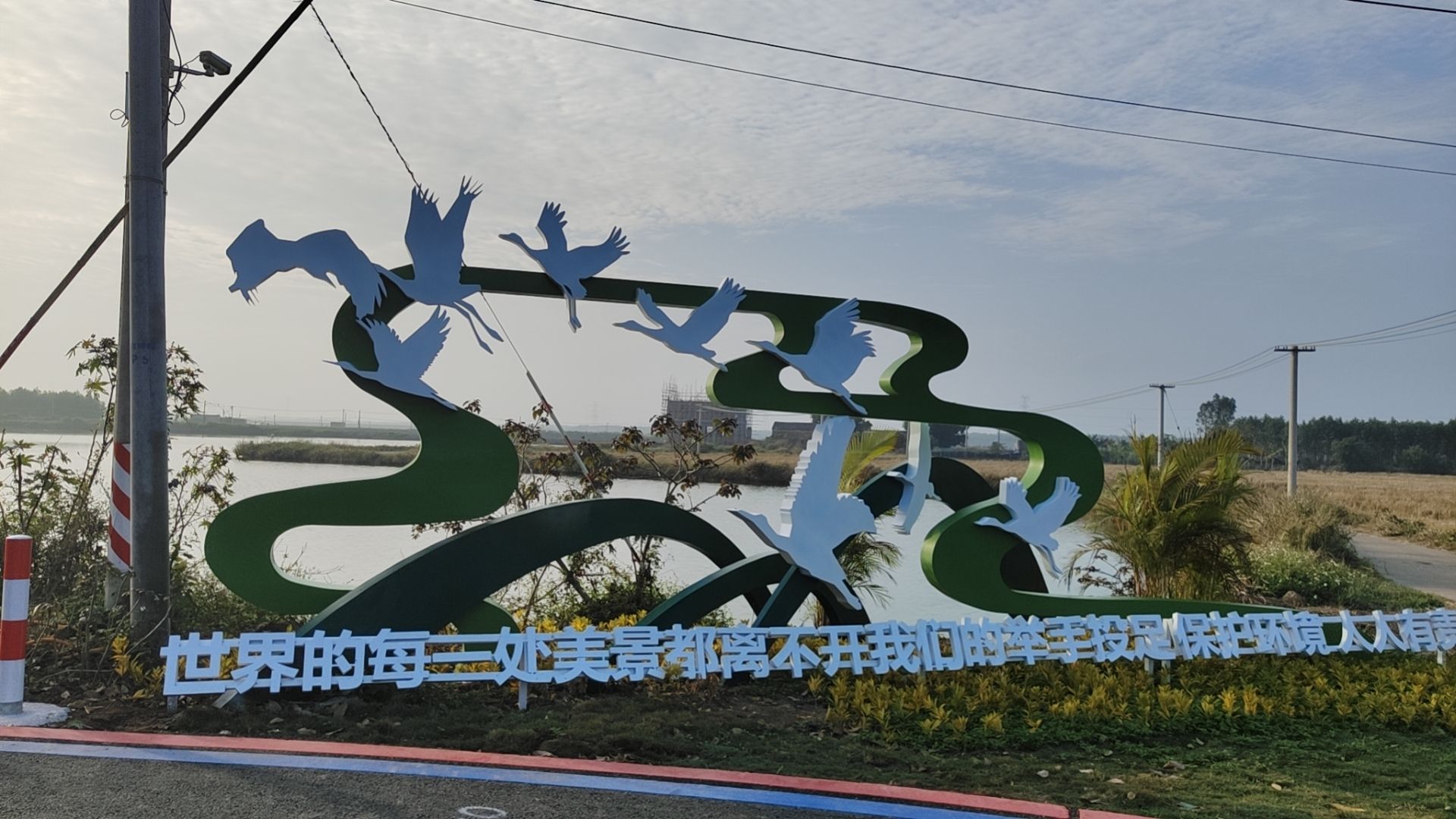 金牛岛红树林旅行图片 2
