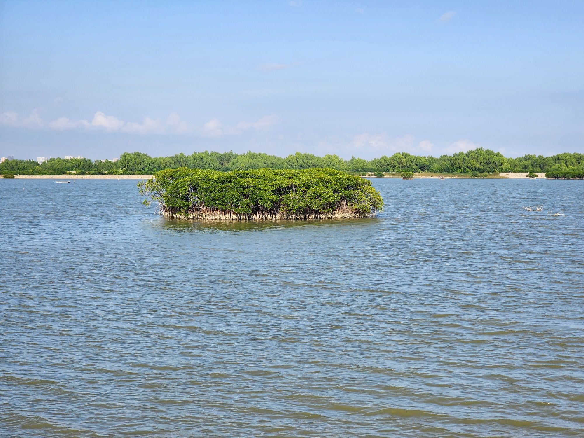 金牛岛红树林旅行图片 1