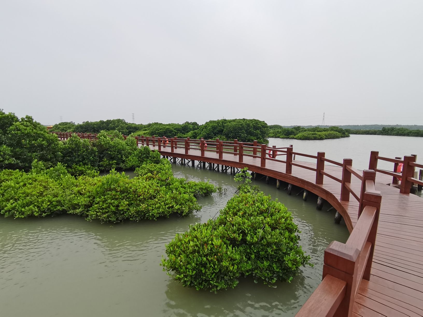 金牛岛红树林旅行图片 2