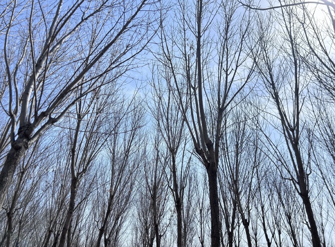 海河教育园区湿地公园旅行图片 3