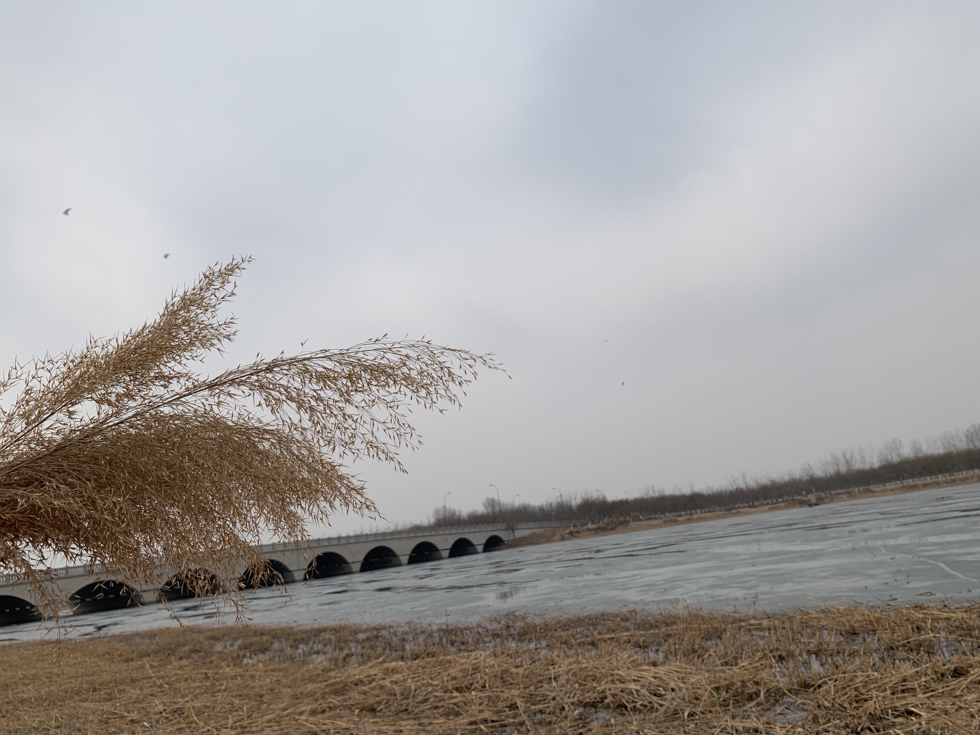 海河教育园区湿地公园旅行图片 1