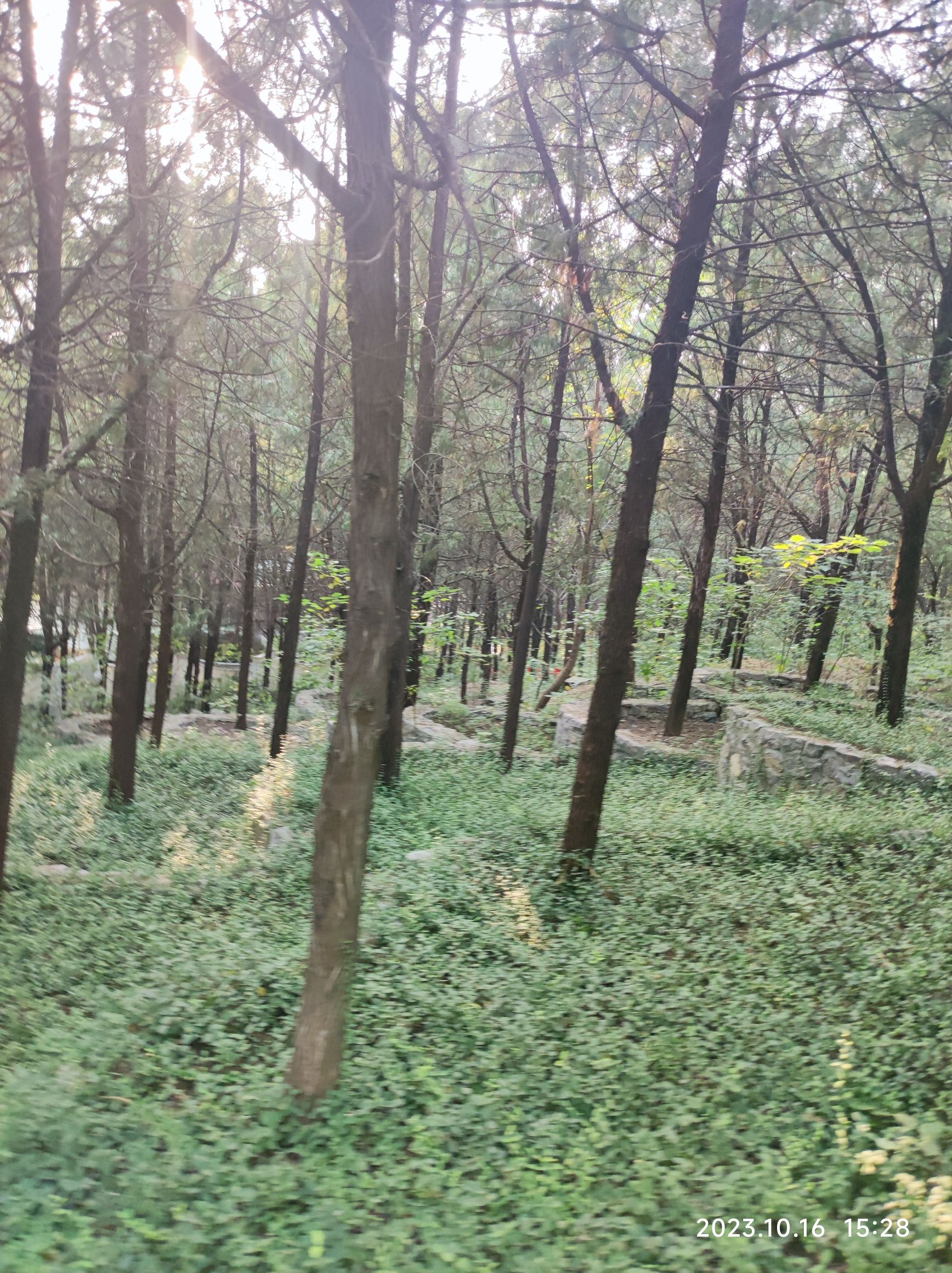 小龟山山体公园旅行图片 3